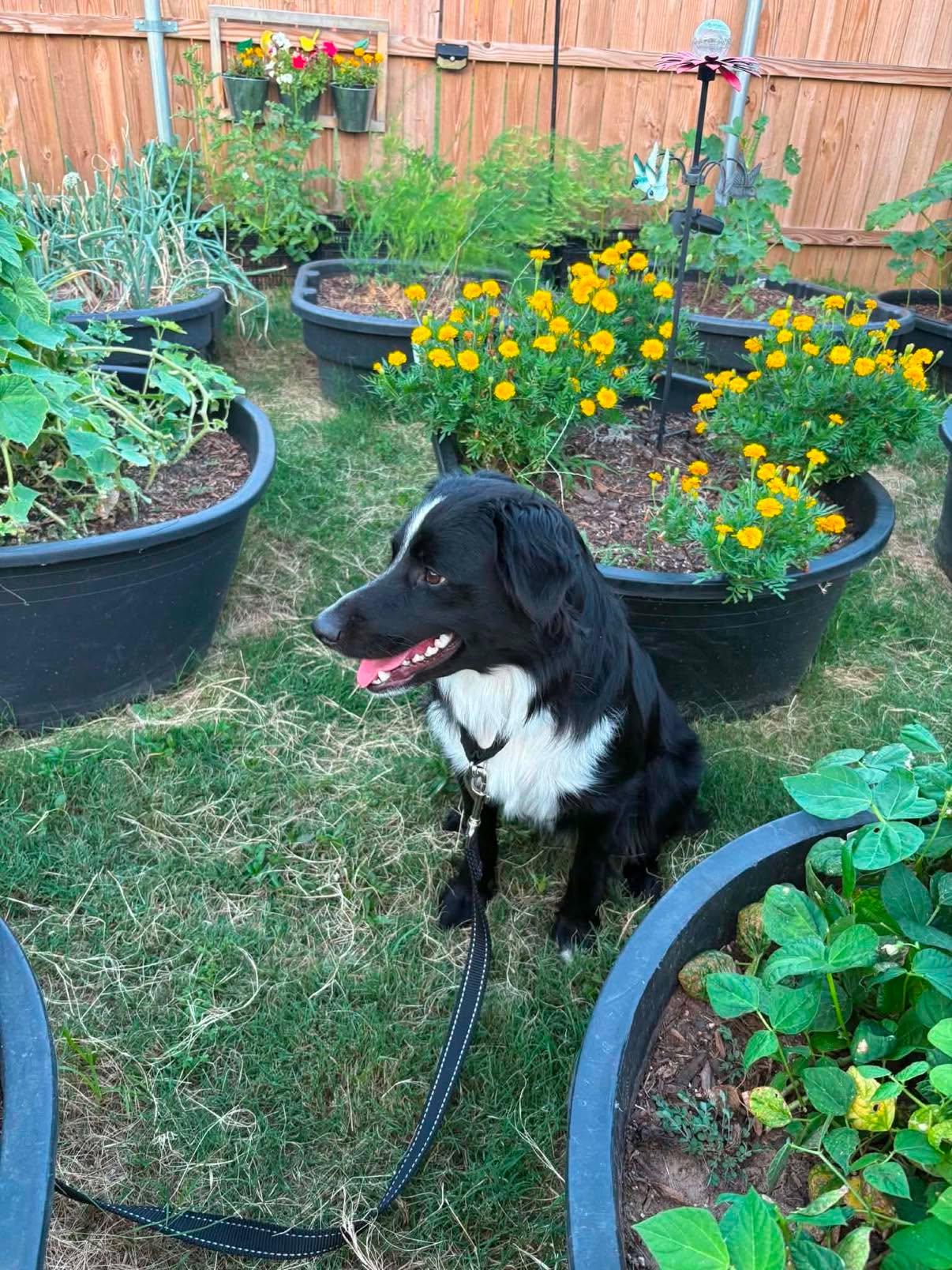 Toby (2026), a Adopted mixed breed in Columbia, MO image 3/3