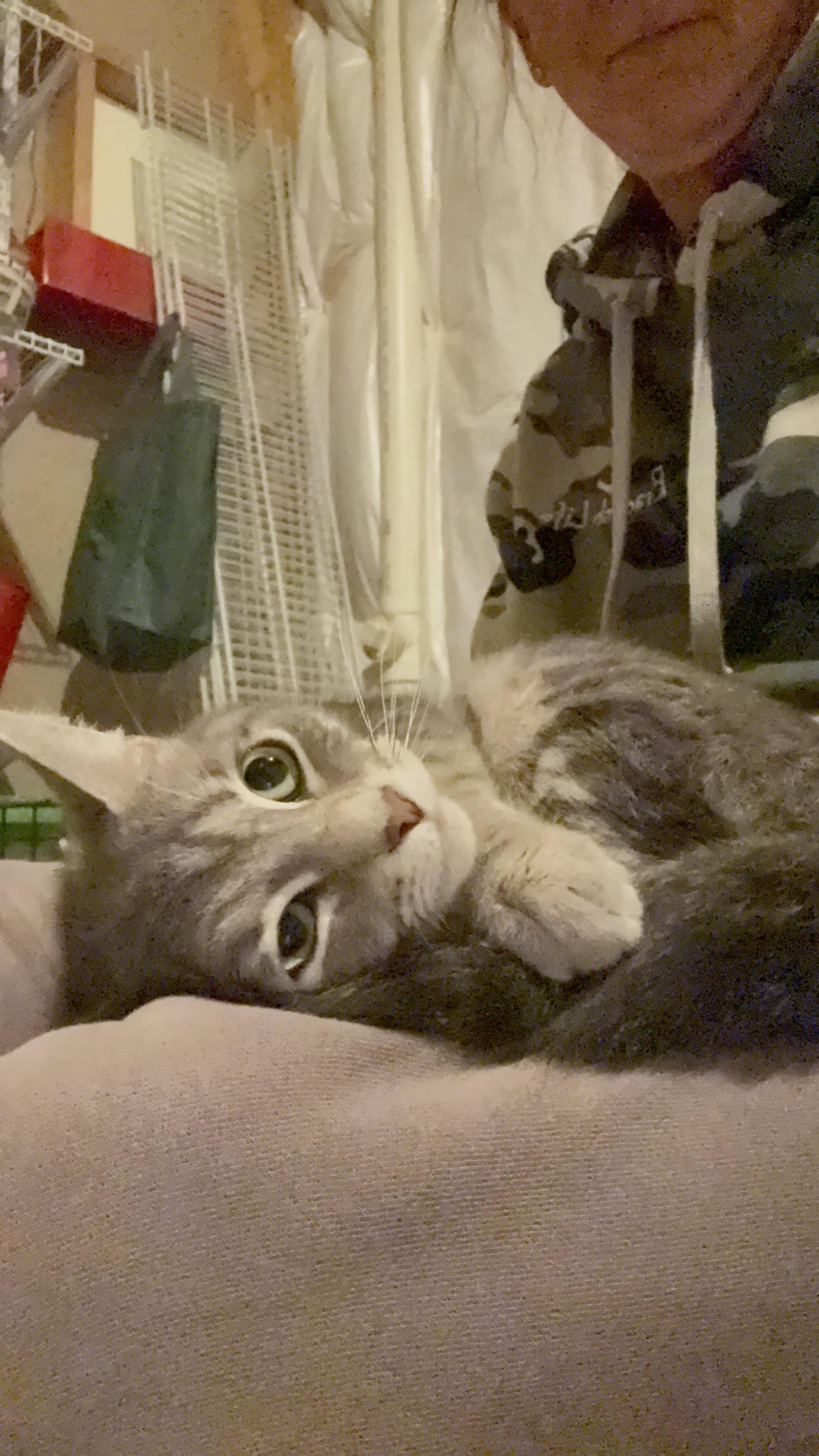 Gracie (ID 51349/1481), an adoptable Domestic Short Hair in Manassas, VA image 1/5