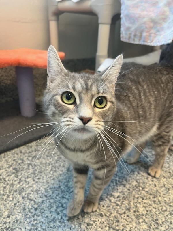 Gracie (ID 51349/1481), an adoptable Domestic Short Hair in Manassas, VA image 2/5
