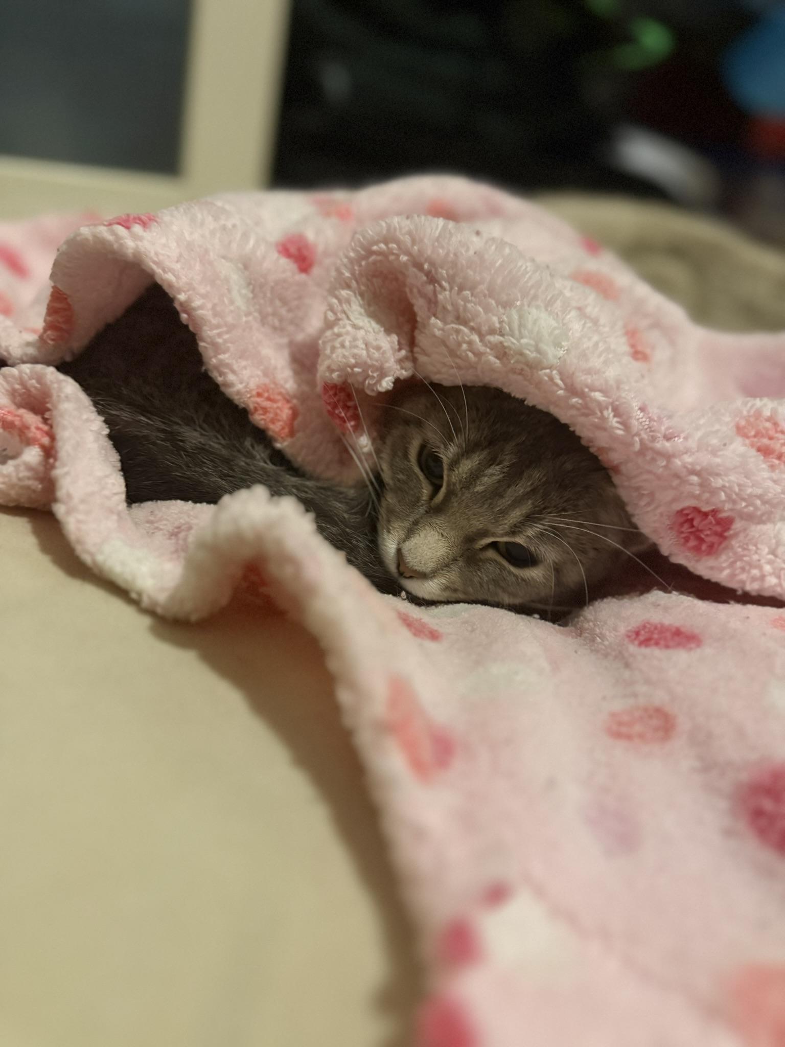 Gracie (ID 51349/1481), an adoptable Domestic Short Hair in Manassas, VA image 4/5