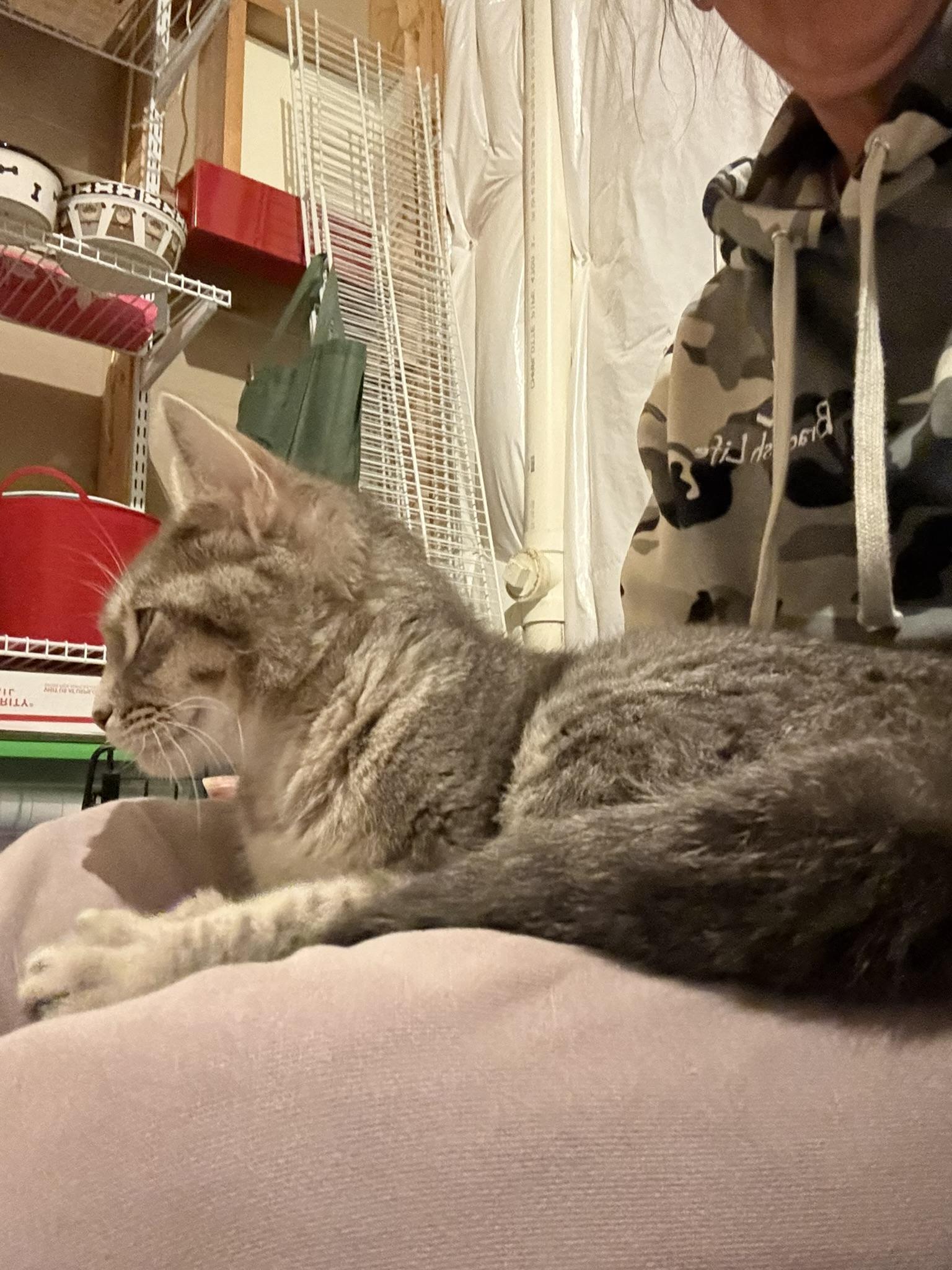 Gracie (ID 51349/1481), an adoptable Domestic Short Hair in Manassas, VA image 5/5