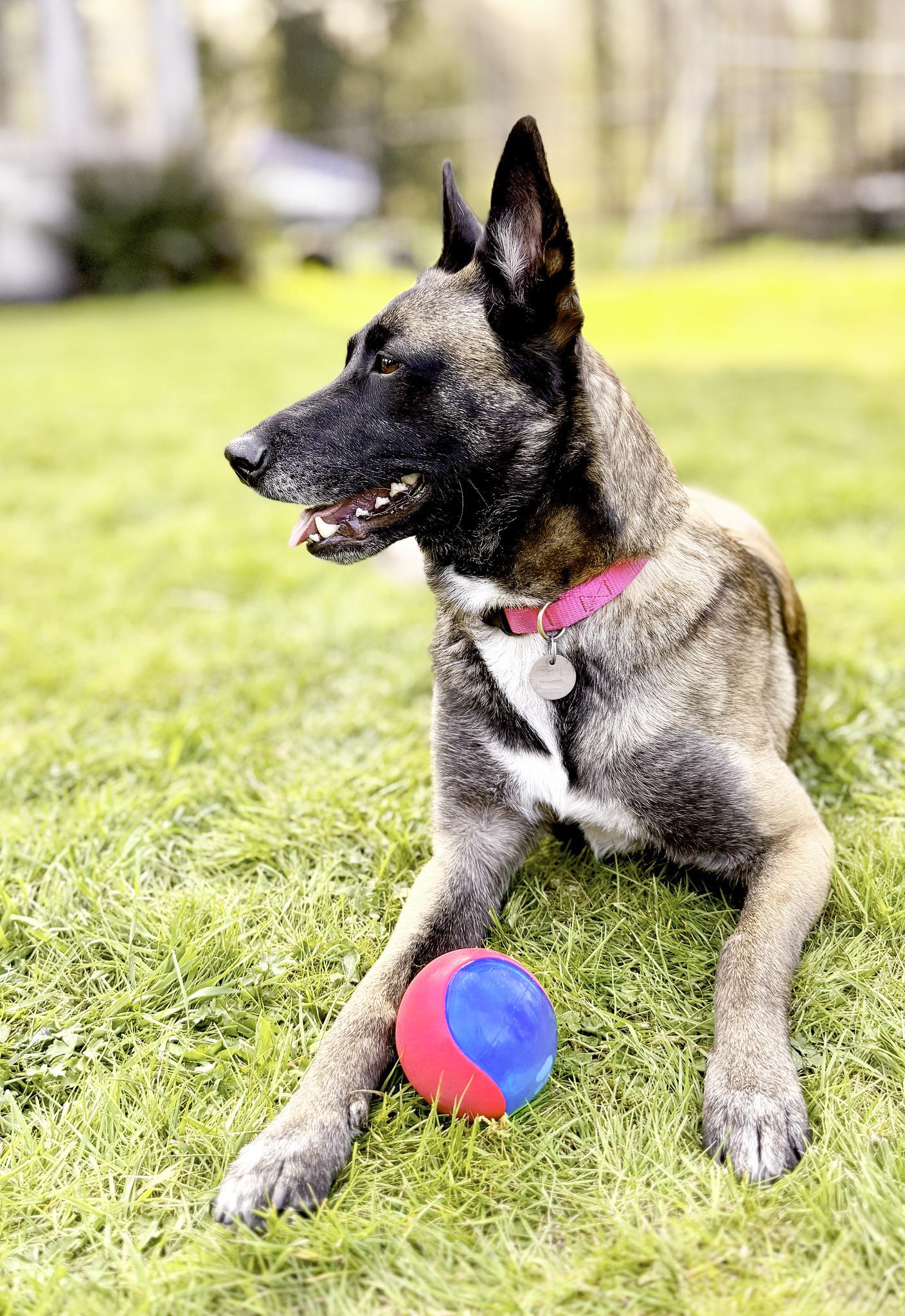 Enlarge Arya, a ADOPTABLE Belgian Shepherd / Malinois in Snoqualmie, WA image 1/6