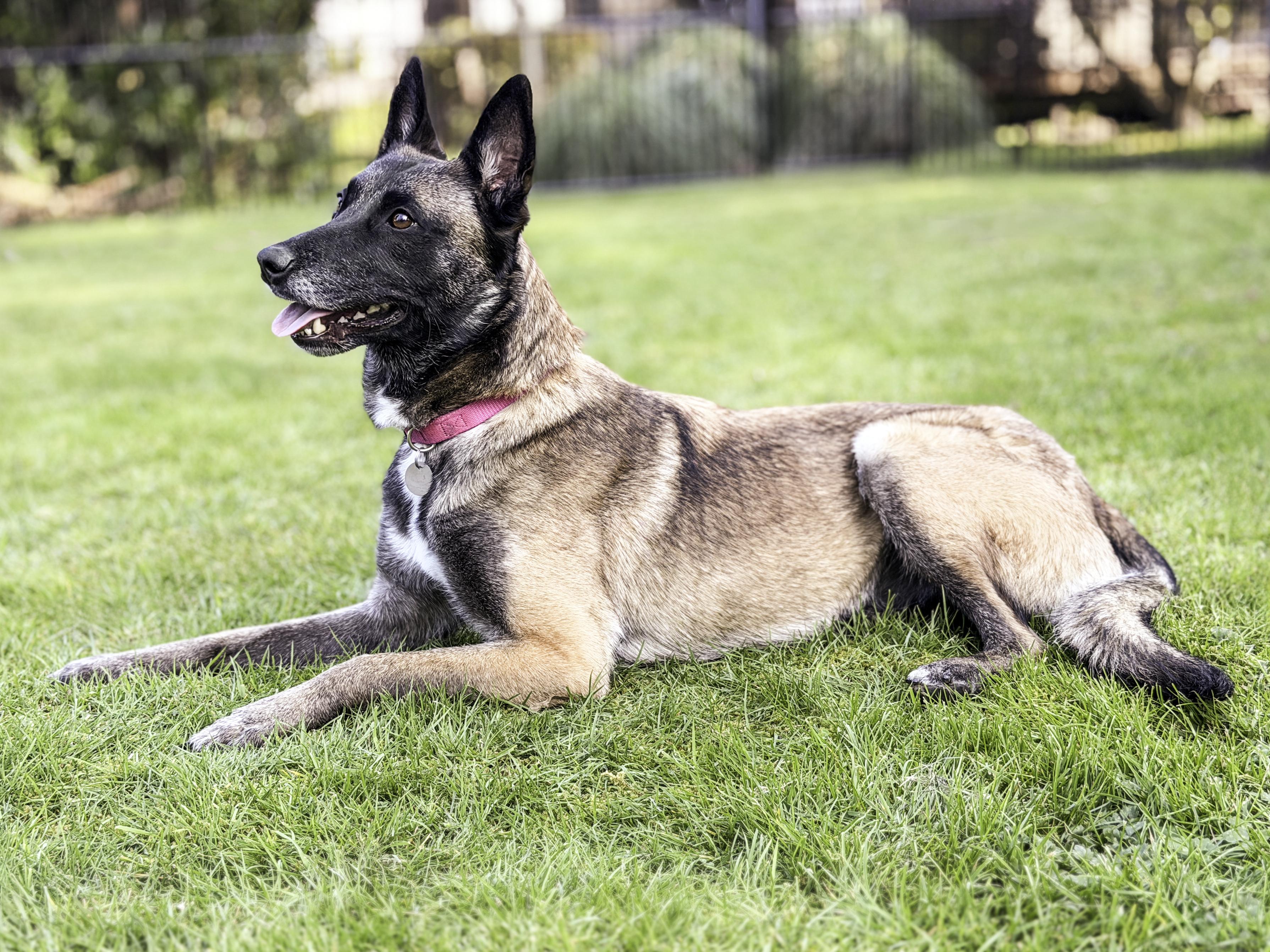 Enlarge Arya, a ADOPTABLE Belgian Shepherd / Malinois in Snoqualmie, WA image 5/6