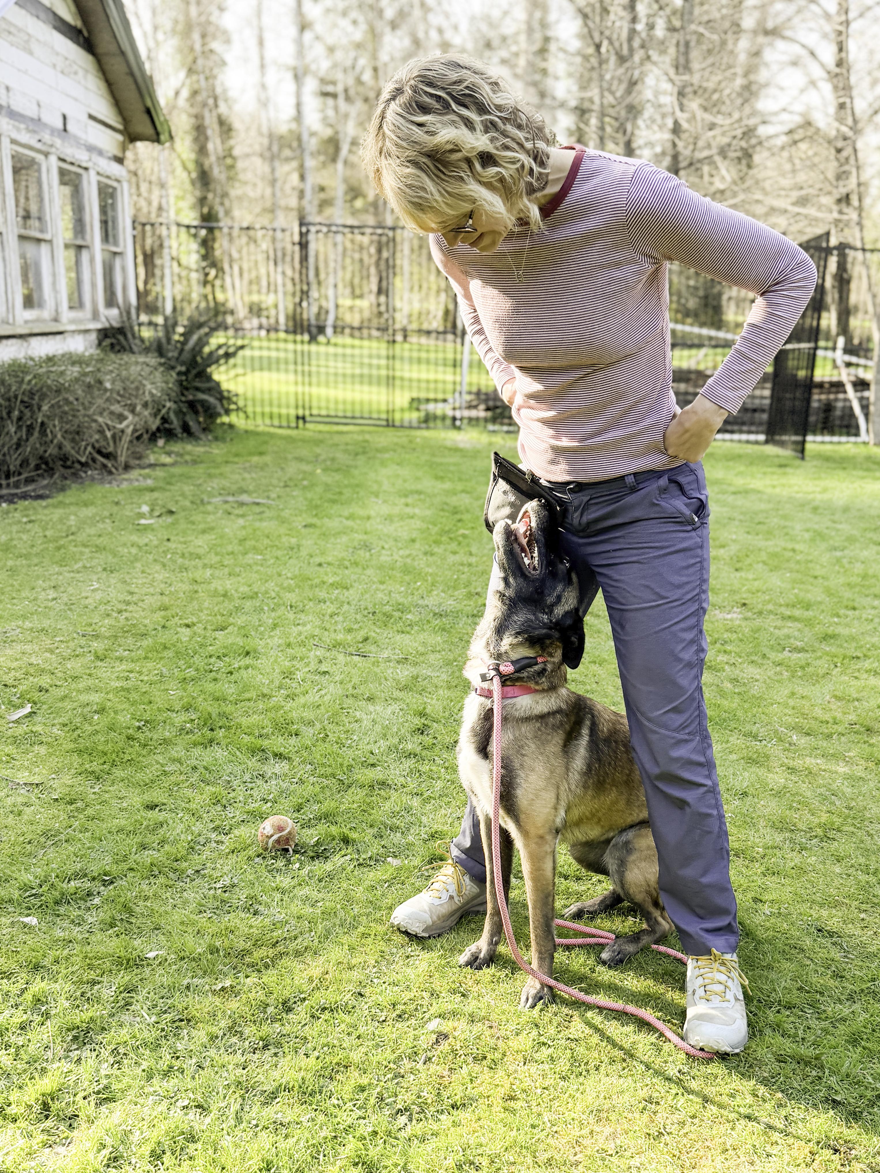 Enlarge Arya, a ADOPTABLE Belgian Shepherd / Malinois in Snoqualmie, WA image 3/6