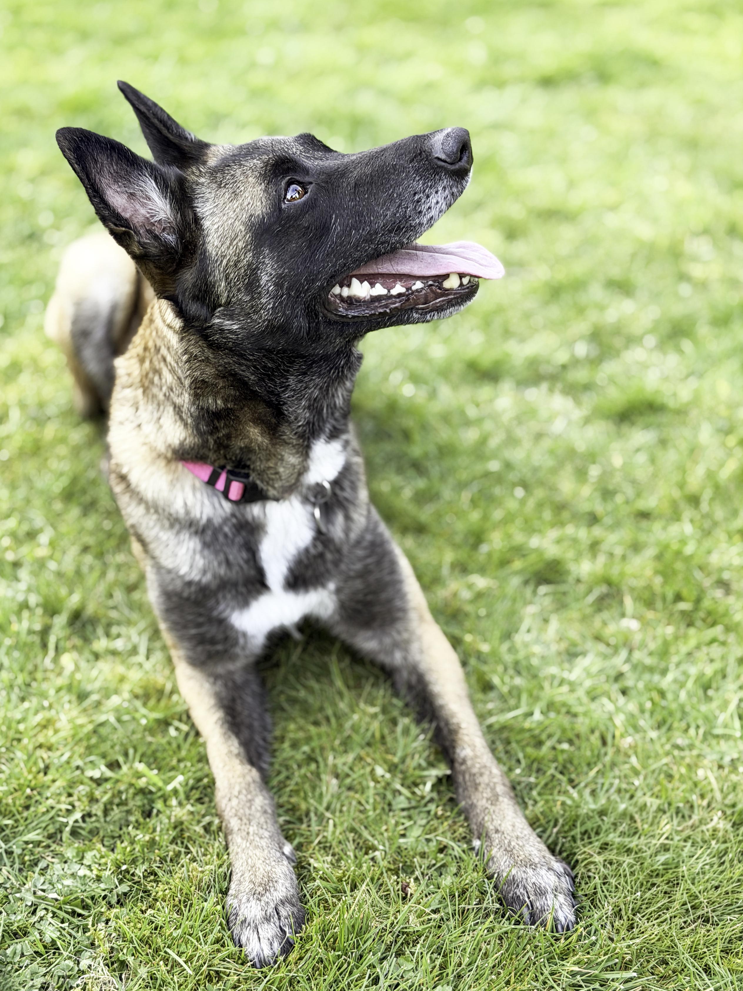 Enlarge Arya, a ADOPTABLE Belgian Shepherd / Malinois in Snoqualmie, WA image 2/6