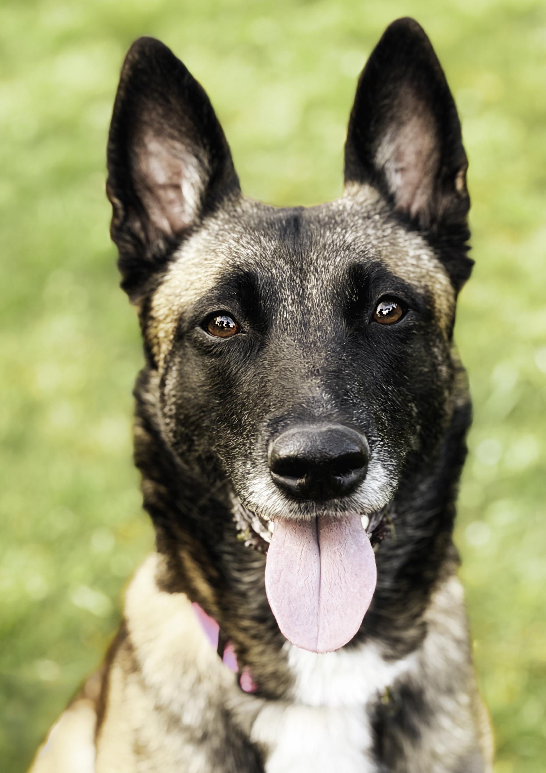 Enlarge Arya, a ADOPTABLE Belgian Shepherd / Malinois in Snoqualmie, WA image 4/6