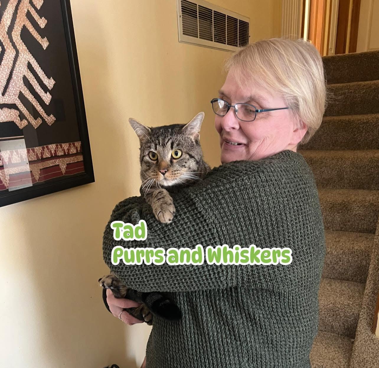 Tad, adopted, Young Male Domestic Short Hair.