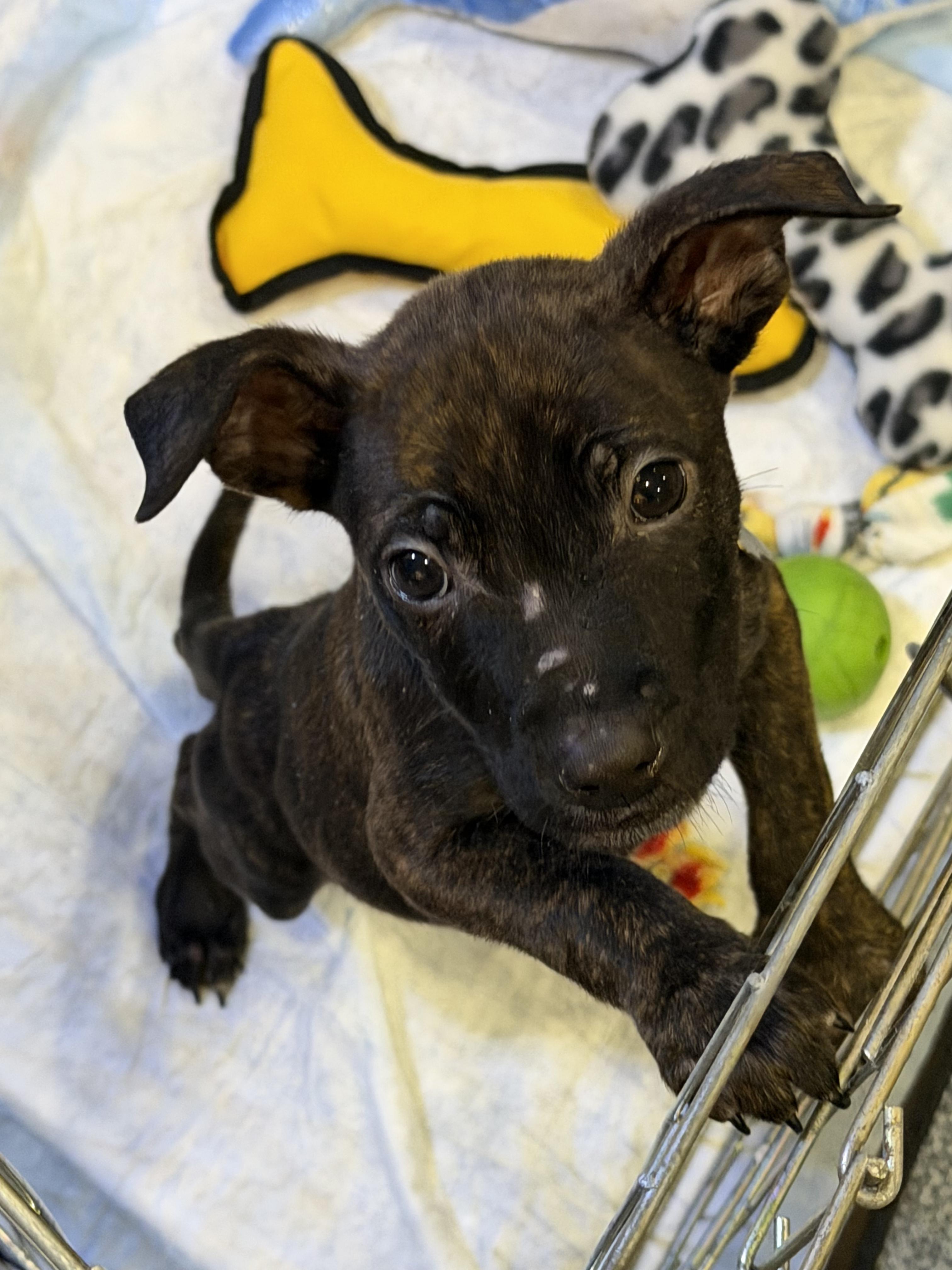 Enlarge Hansel, an adopted mixed breed in Elmhurst, IL image 1/2