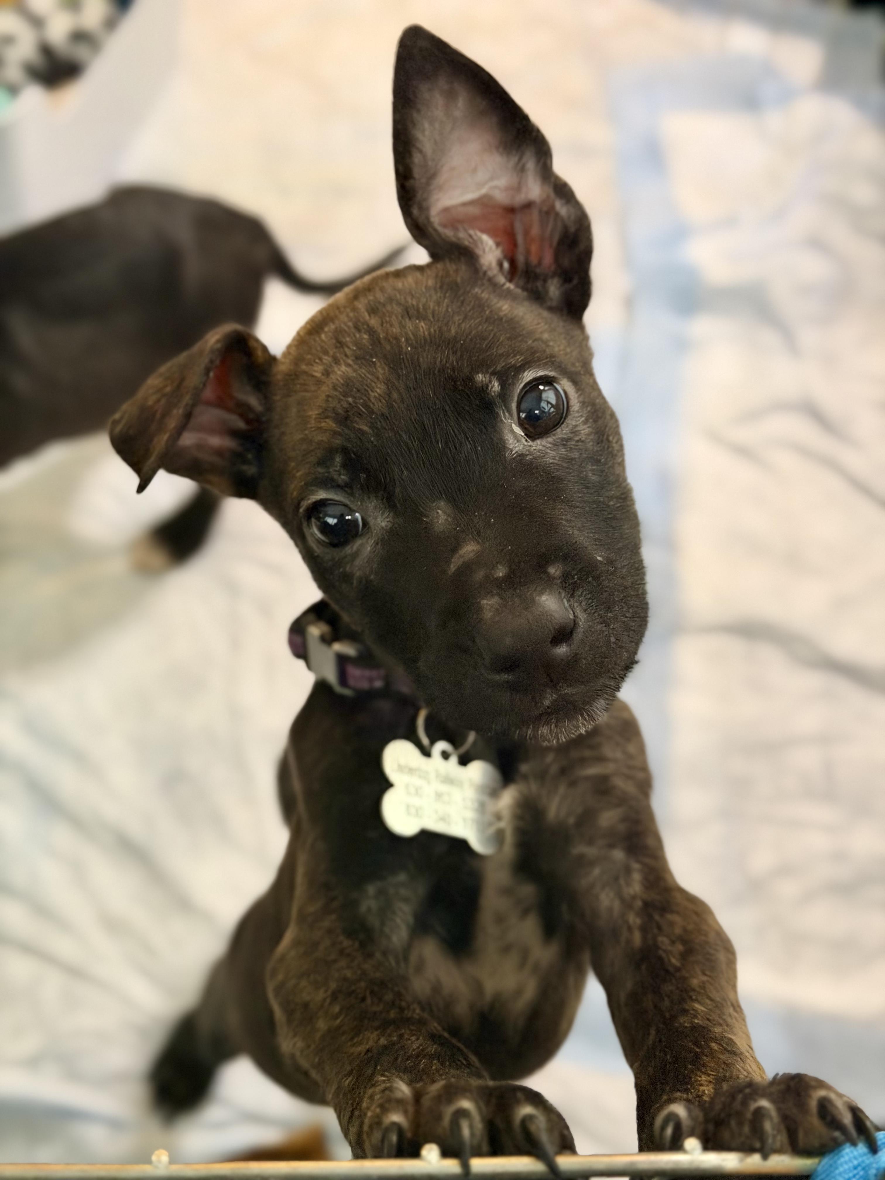 Enlarge Hansel, an adopted mixed breed in Elmhurst, IL image 2/2