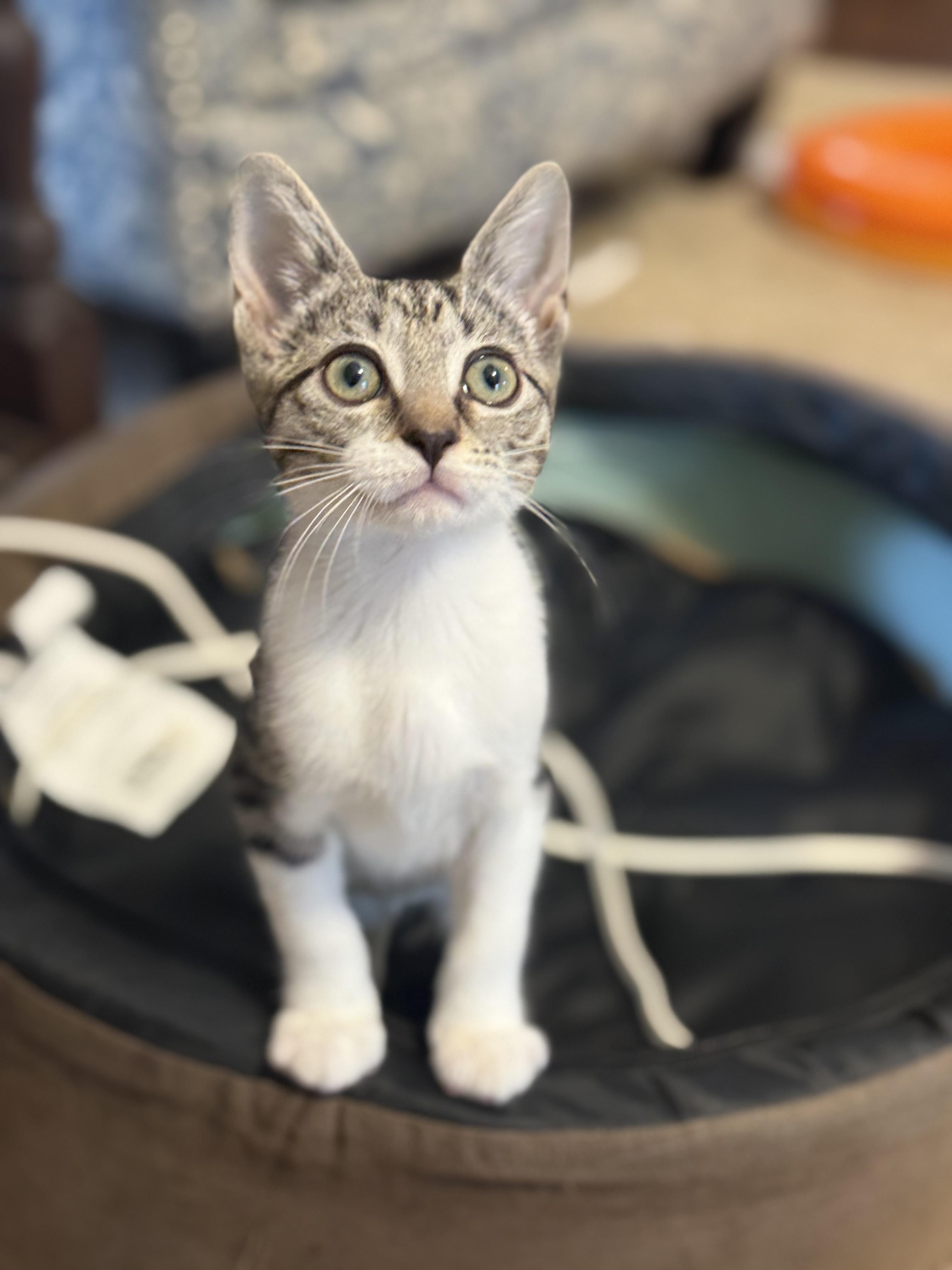 Enlarge Firefly, a ADOPTABLE Domestic Short Hair in Magnolia, TX image 1/1