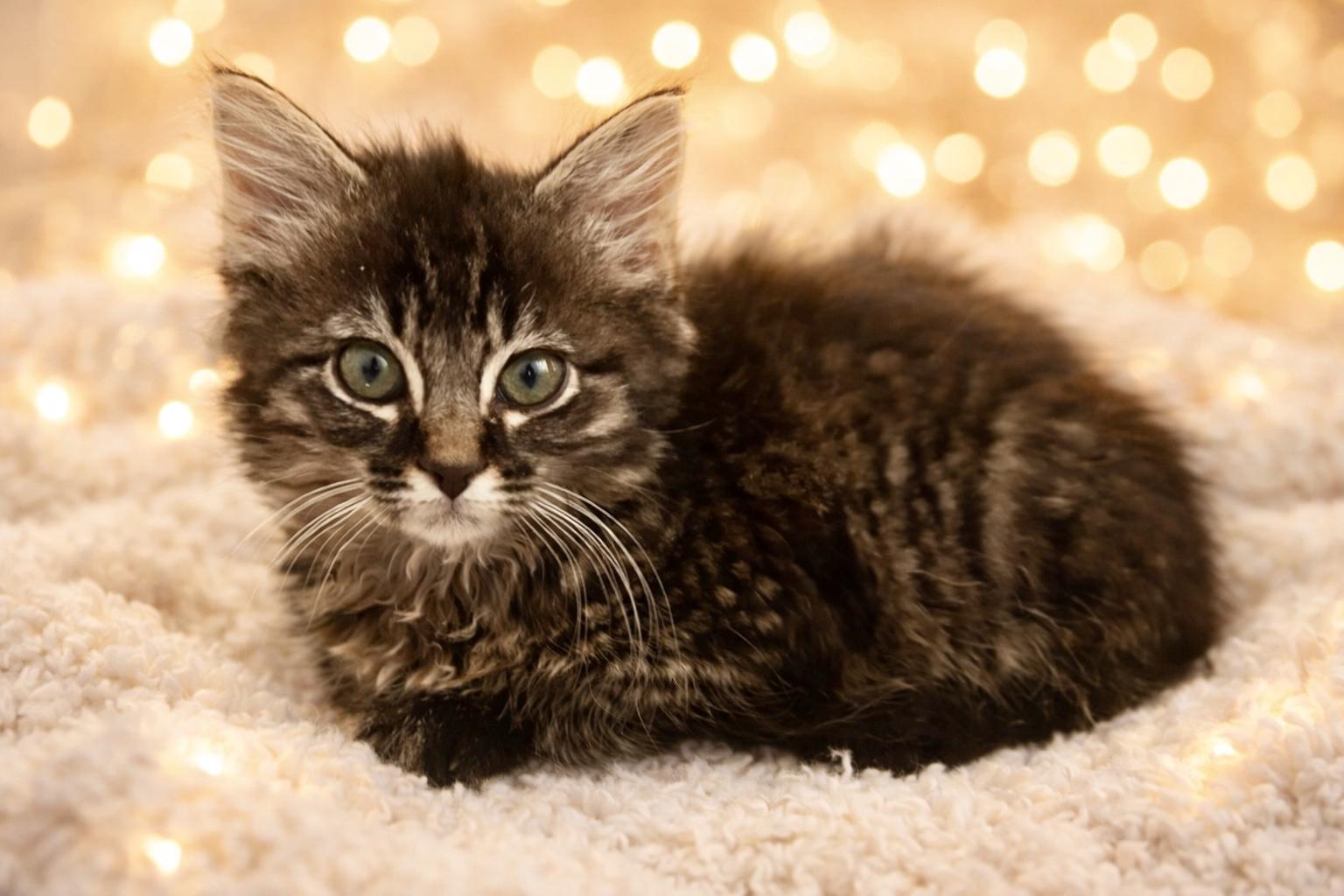 Enlarge Pickles, a ADOPTABLE mixed breed in Bethel, CT image 3/6