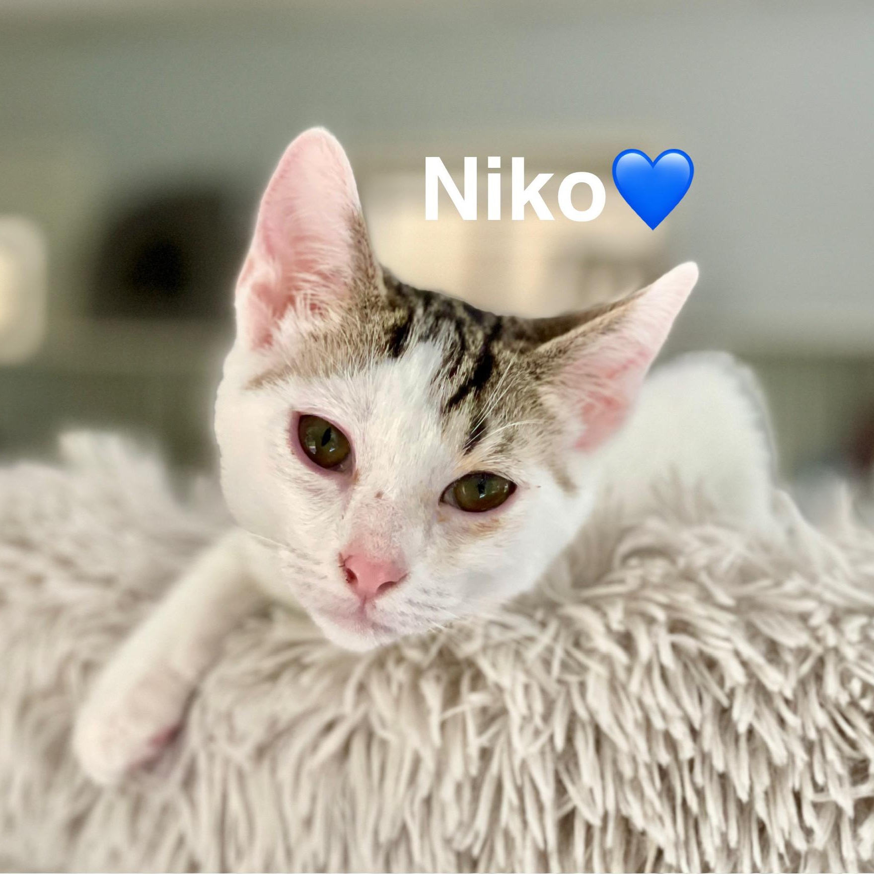 Niko (adopt w/Nox)