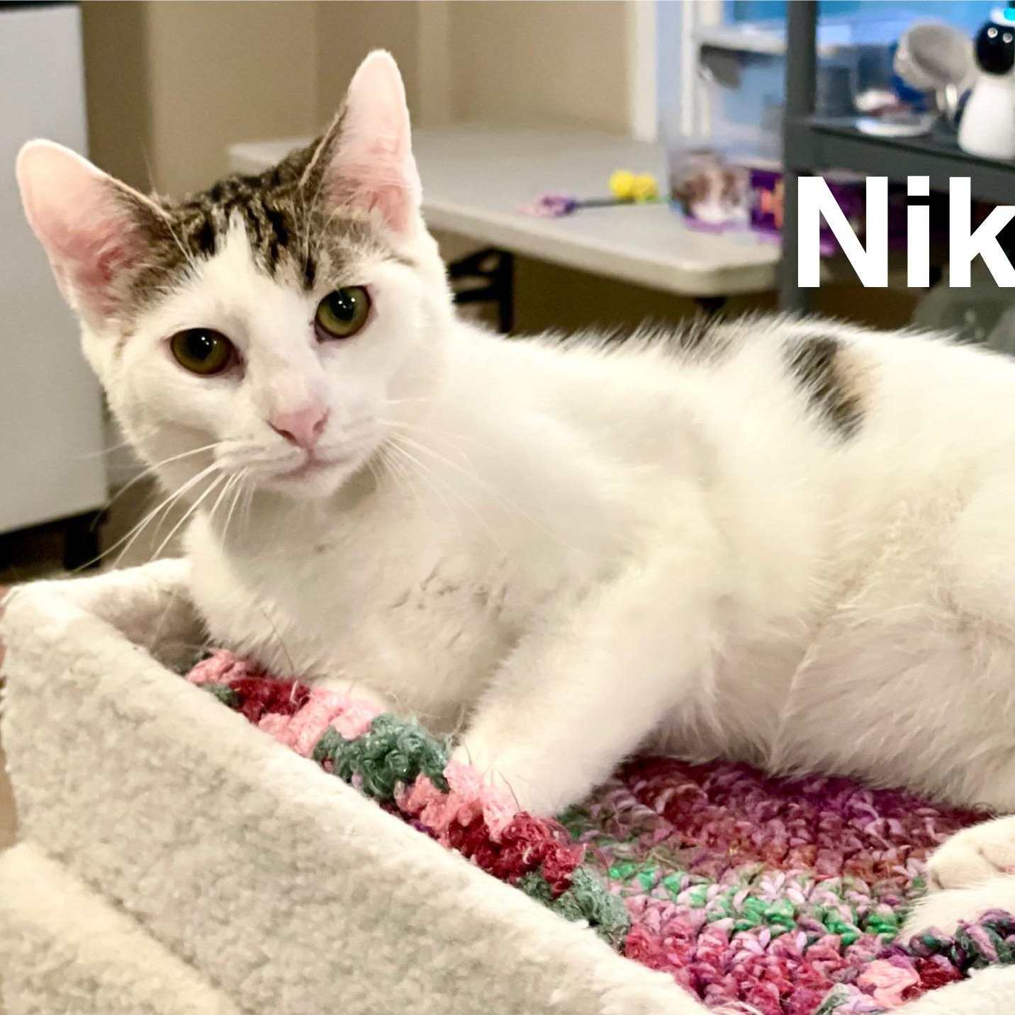 Niko (adopt w/Nox)