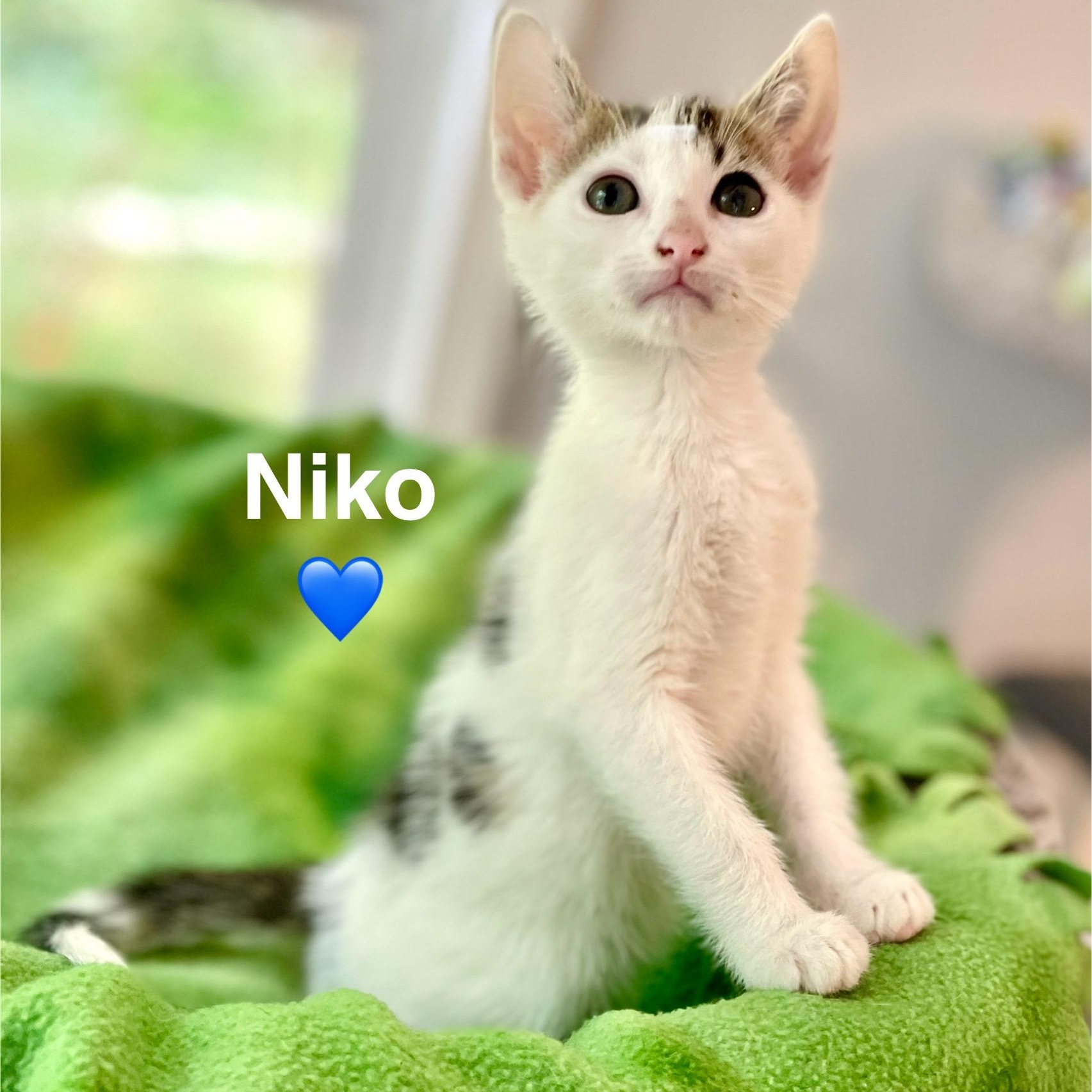 Niko (adopt w/Nox)