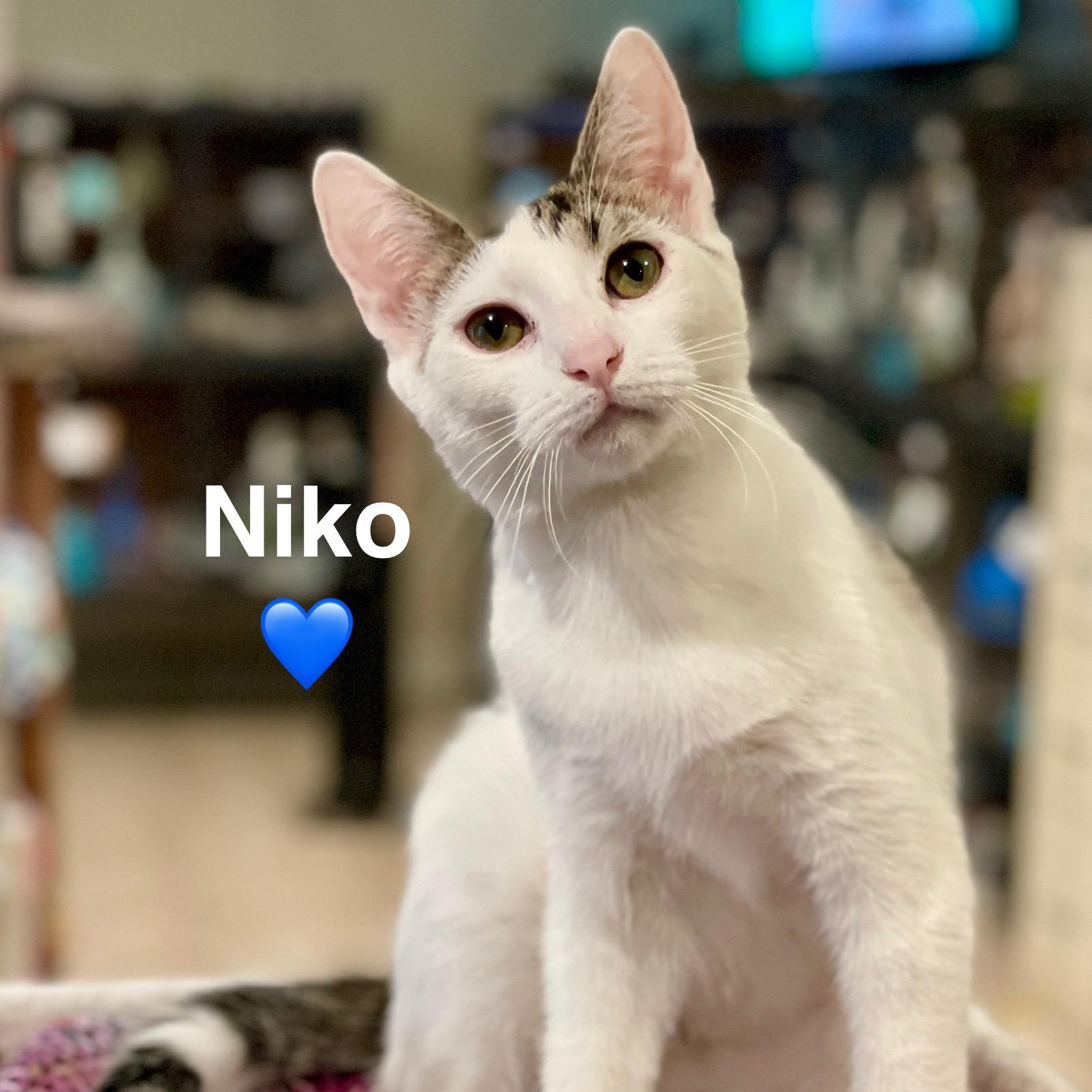Niko (adopt w/Nox)