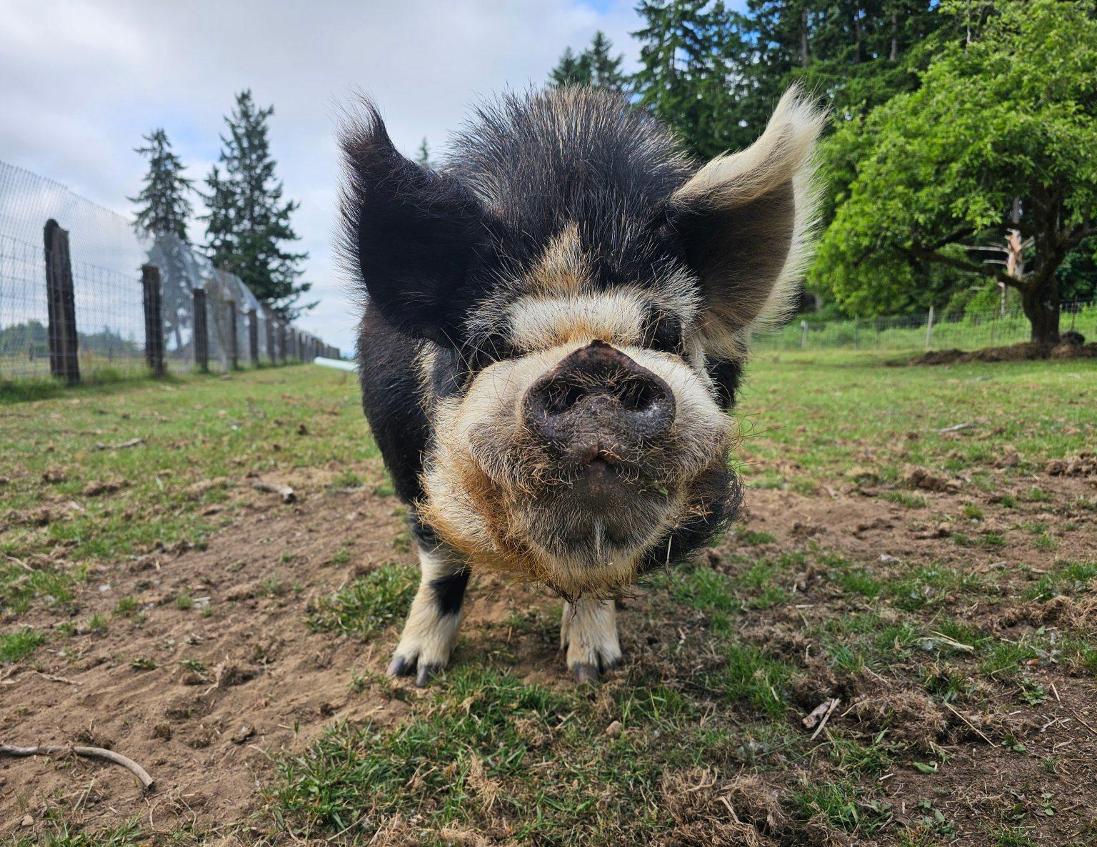 Enlarge Vincent, a Adoptable Pig in Roy, WA image 1/1