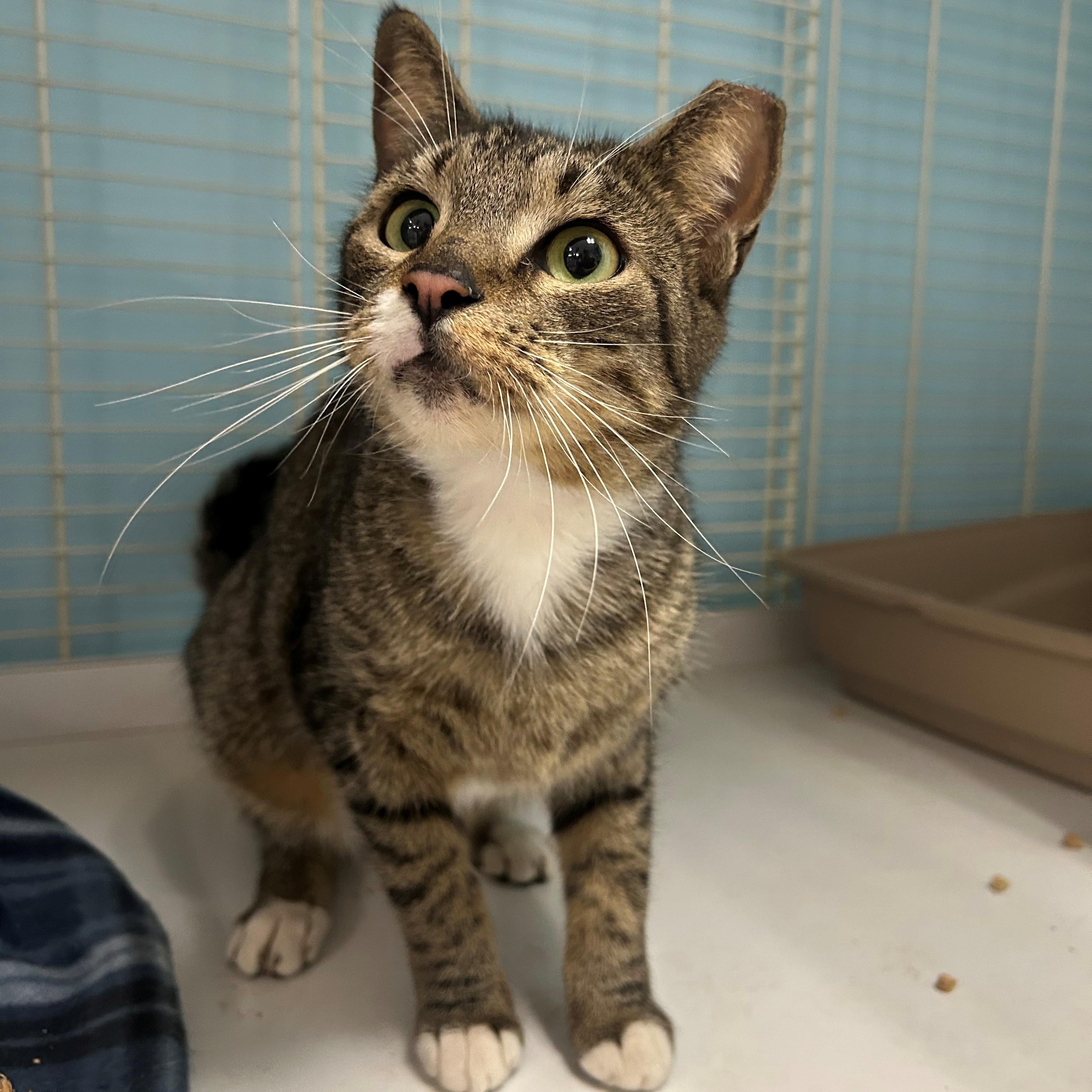 Zoey, adopted, Young Female Domestic Short Hair.