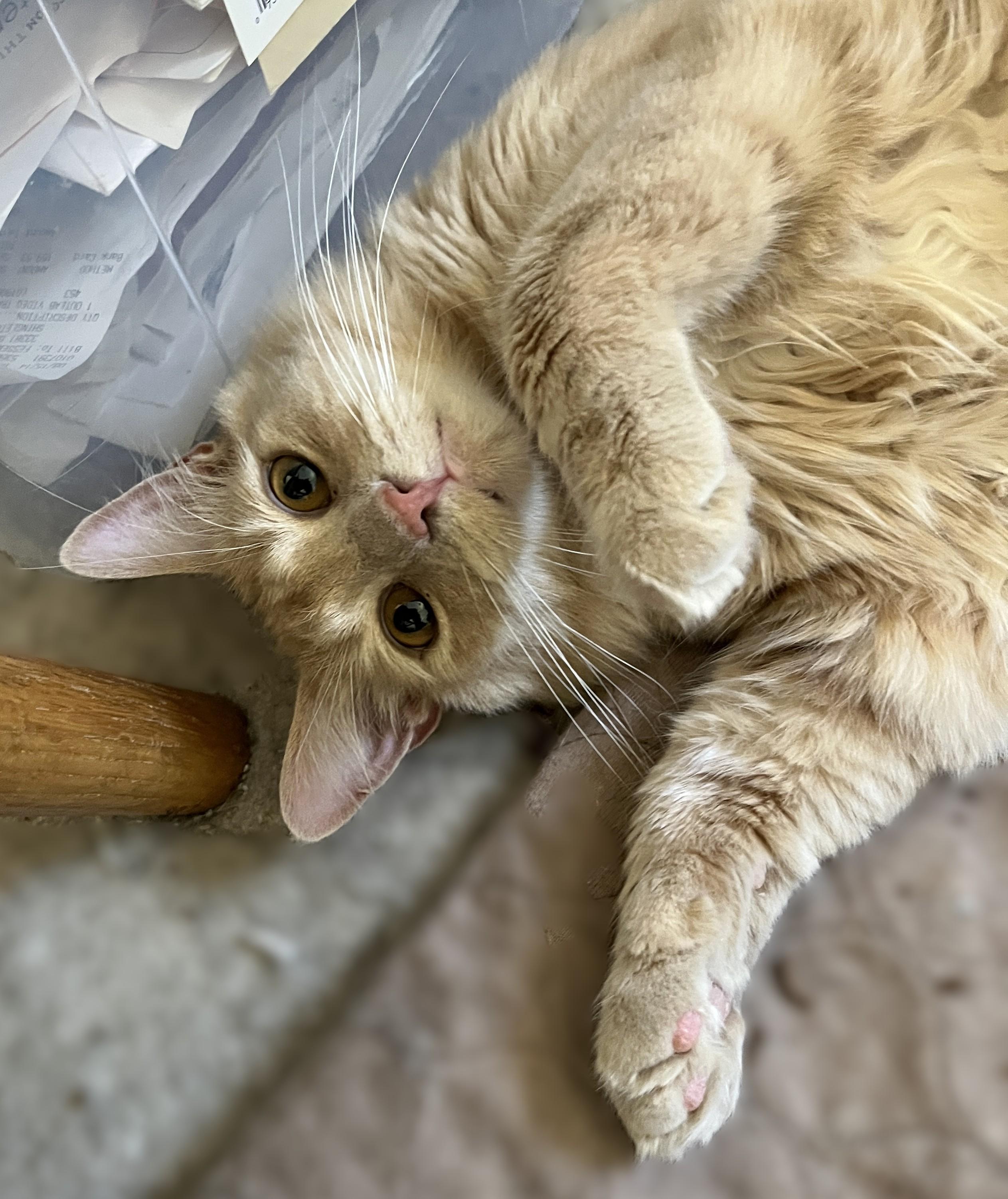 Leo and Mufasa, a Adoptable Domestic Medium Hair in Shingletown, CA image 5/6