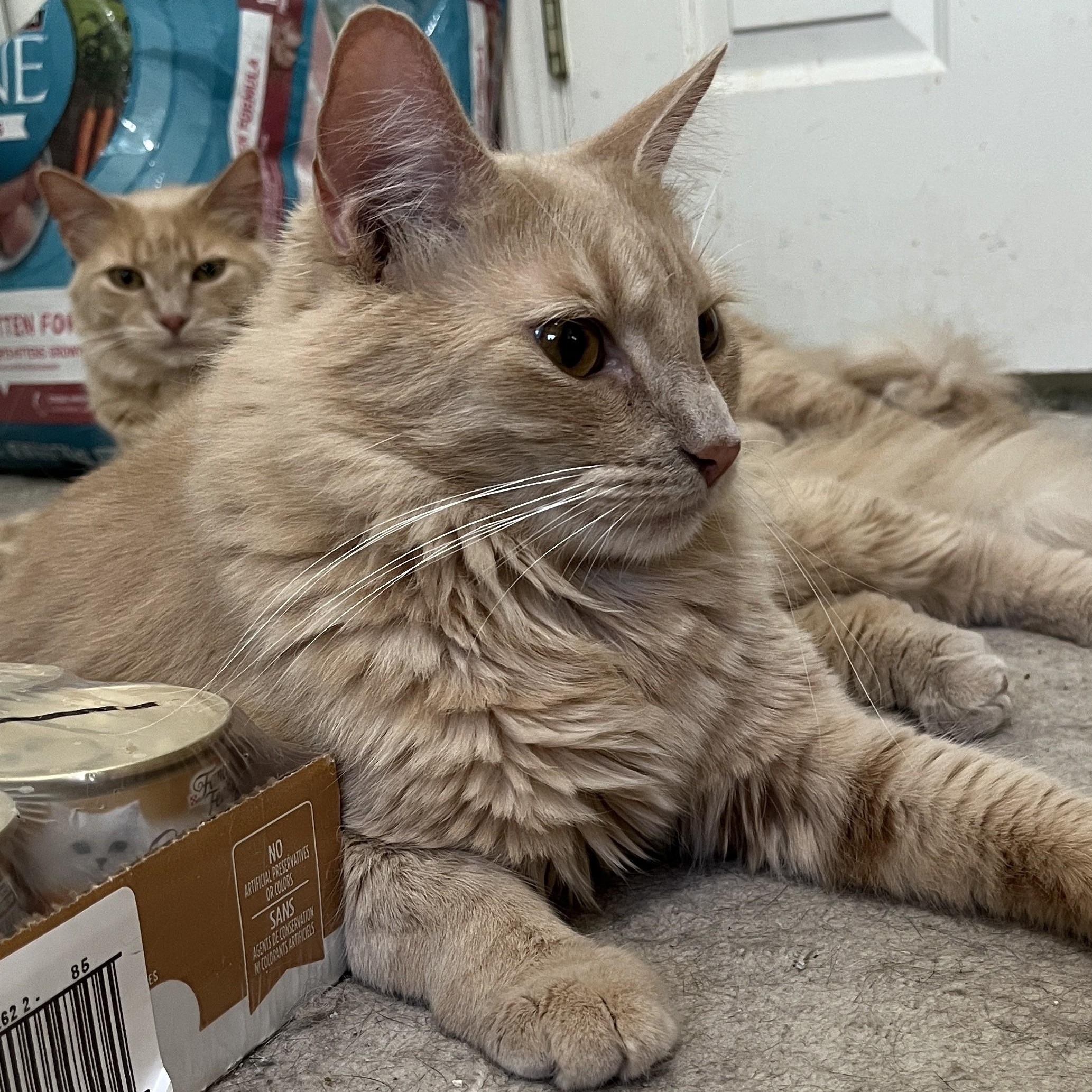 Leo and Mufasa, a Adoptable Domestic Medium Hair in Shingletown, CA image 6/6