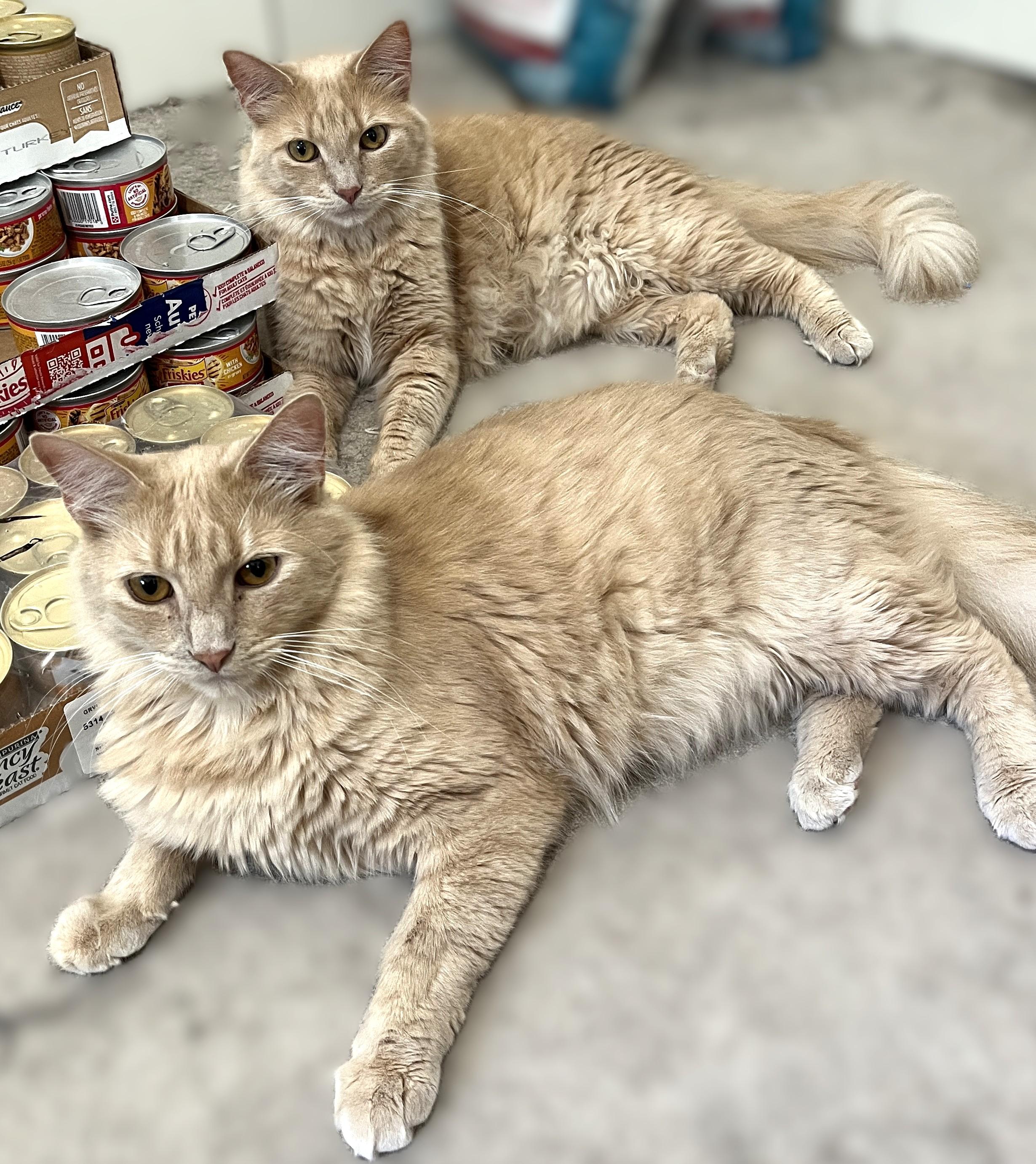 Leo and Mufasa, a Adoptable Domestic Medium Hair in Shingletown, CA image 3/6