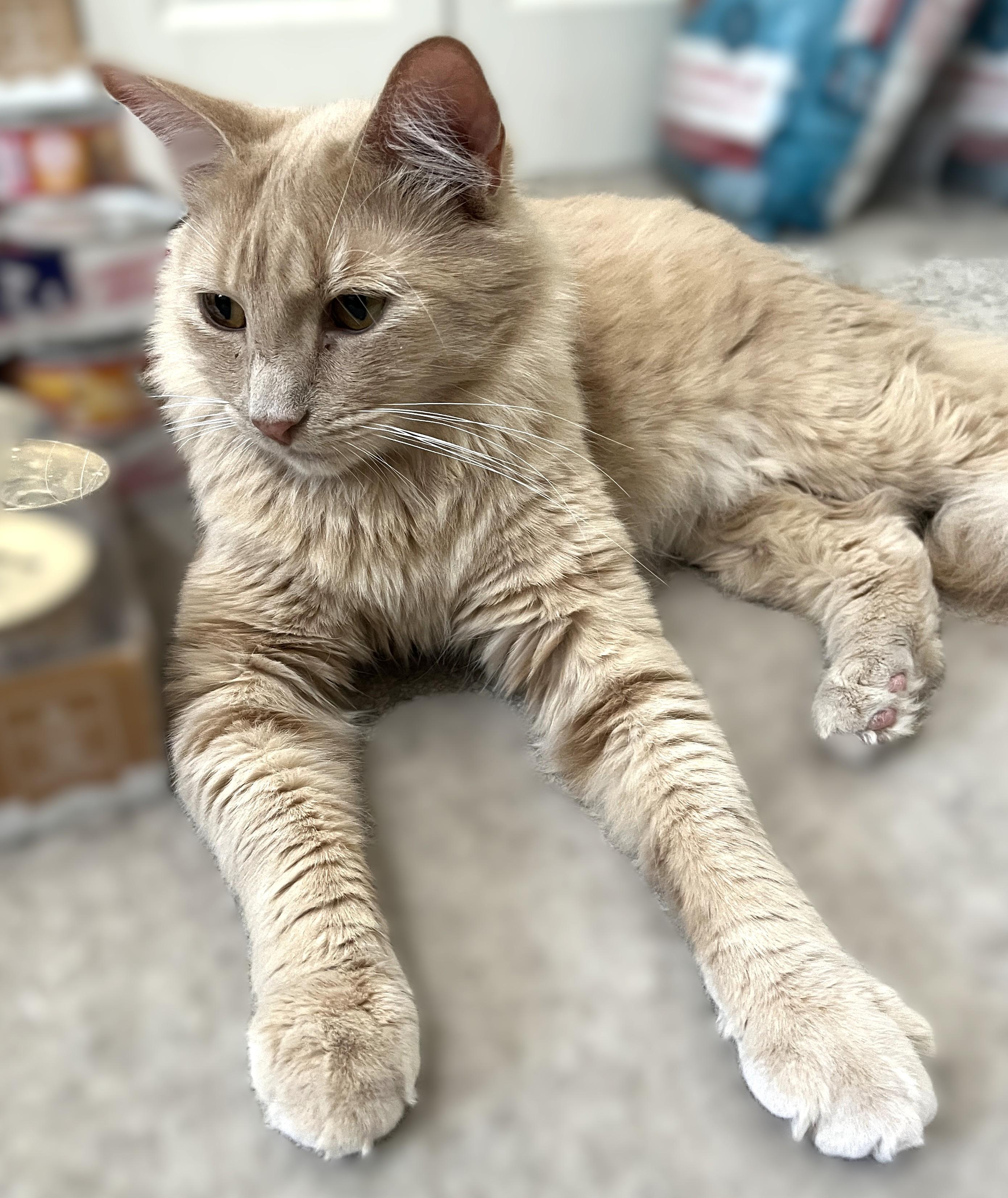 Leo and Mufasa, a Adoptable Domestic Medium Hair in Shingletown, CA image 4/6