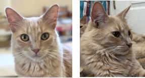 Leo and Mufasa, a Adoptable Domestic Medium Hair in Shingletown, CA image 1/6