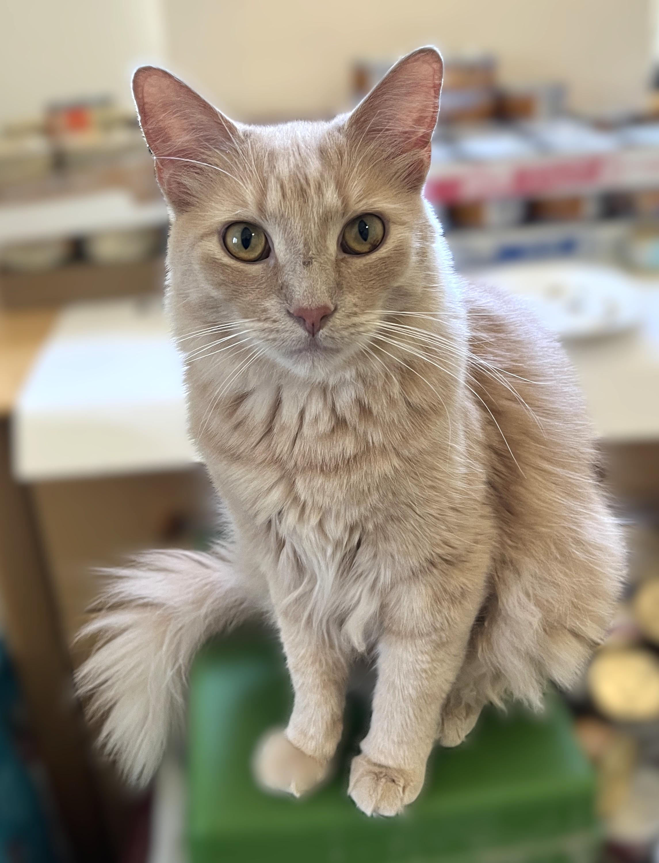 Leo and Mufasa, a Adoptable Domestic Medium Hair in Shingletown, CA image 2/6