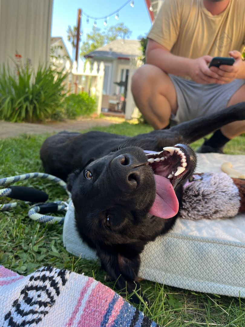 Sedona, Adopted, Puppy Female Black Labrador Retriever & Shepherd.