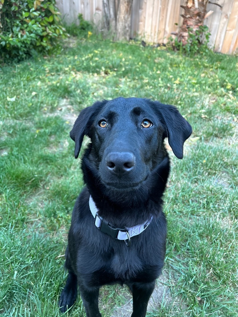 Sedona, a Adopted mixed breed in Penryn, CA image 2/10