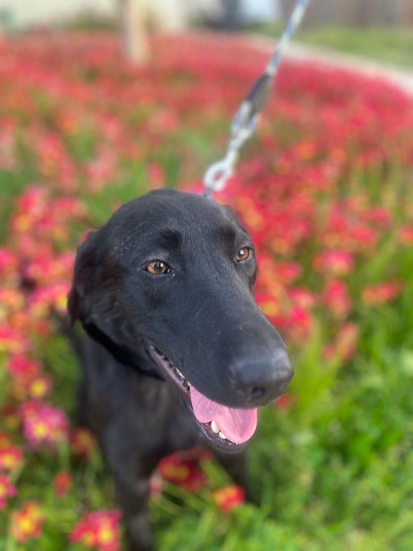 Sedona, a Adopted mixed breed in Penryn, CA image 3/10