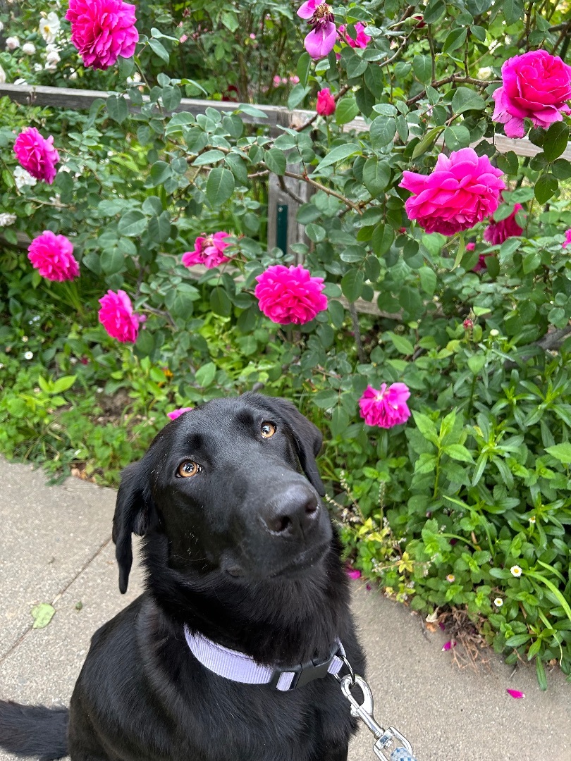 Sedona, a Adopted mixed breed in Penryn, CA image 4/10
