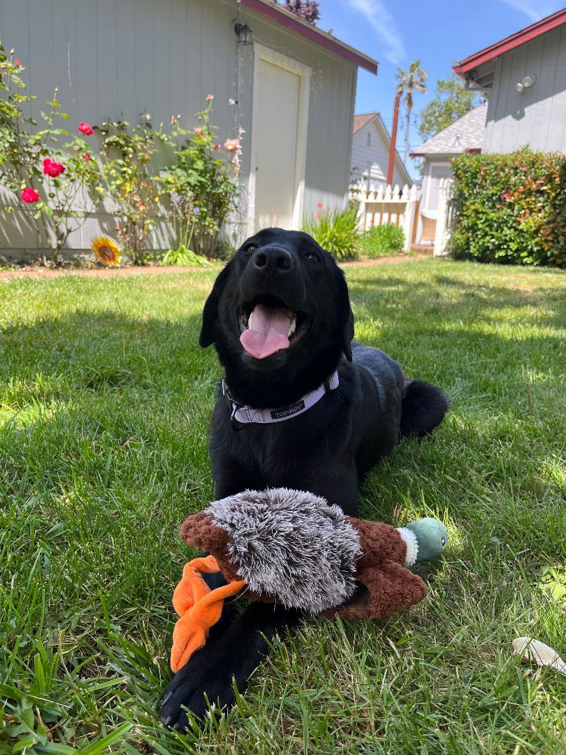 Sedona, a Adopted mixed breed in Penryn, CA image 5/10
