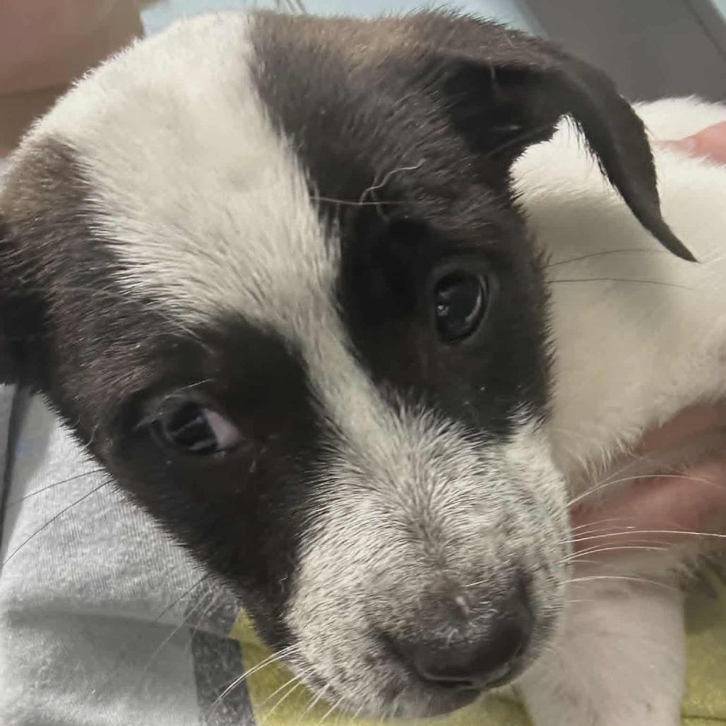 LAVENDER, Adoptable, Puppy Female Hound.