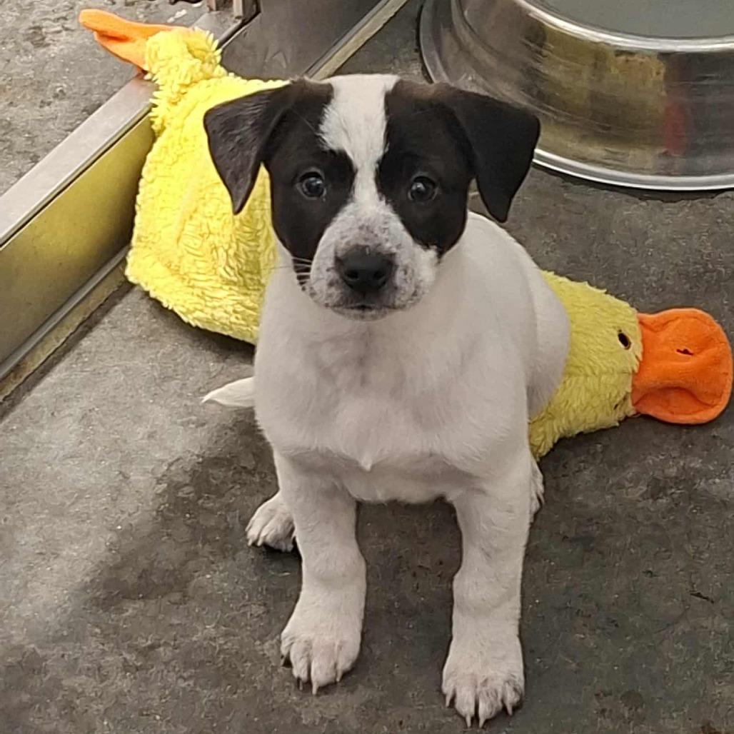 LAVENDER, a Adoptable Hound in Hannibal, MO image 2/2