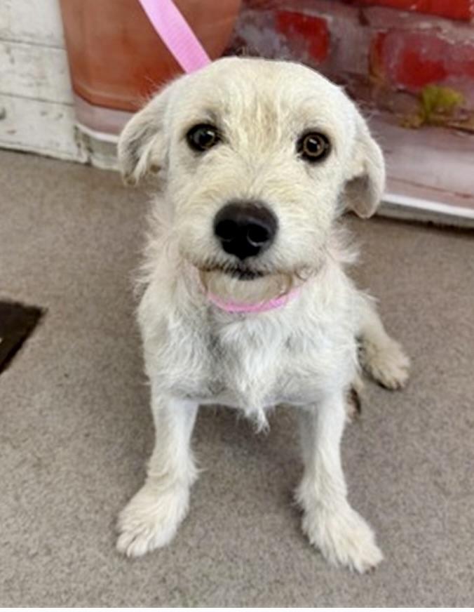 MR. PICKLES II, ADOPTABLE, Adult Male Wirehaired Terrier & Cairn Terrier.