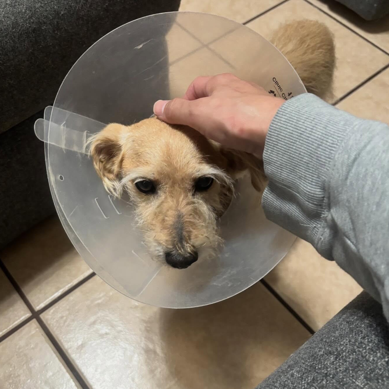 TOTO, a ADOPTABLE Glen of Imaal Terrier in Marana, AZ image 2/4