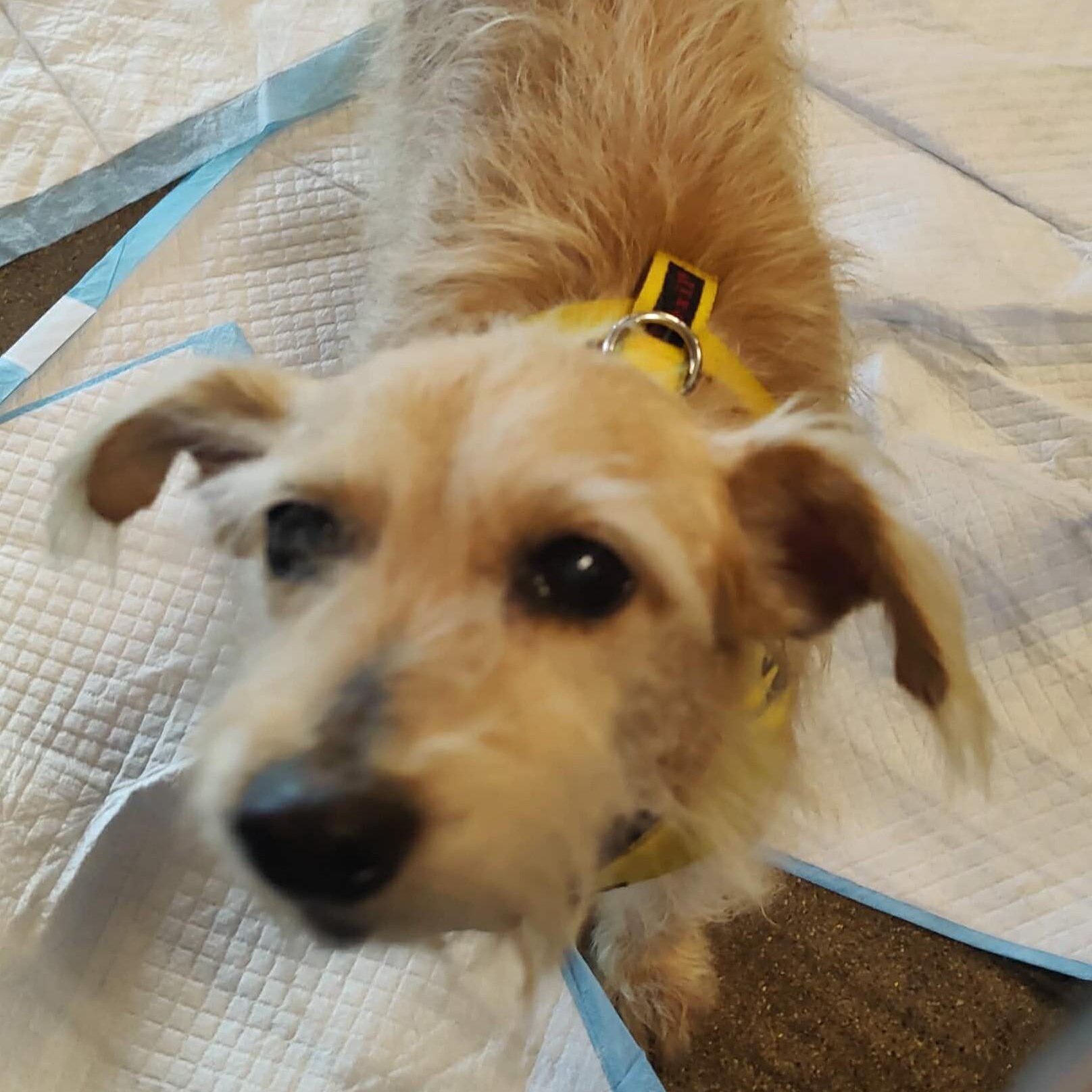 TOTO, a ADOPTABLE Glen of Imaal Terrier in Marana, AZ image 3/4