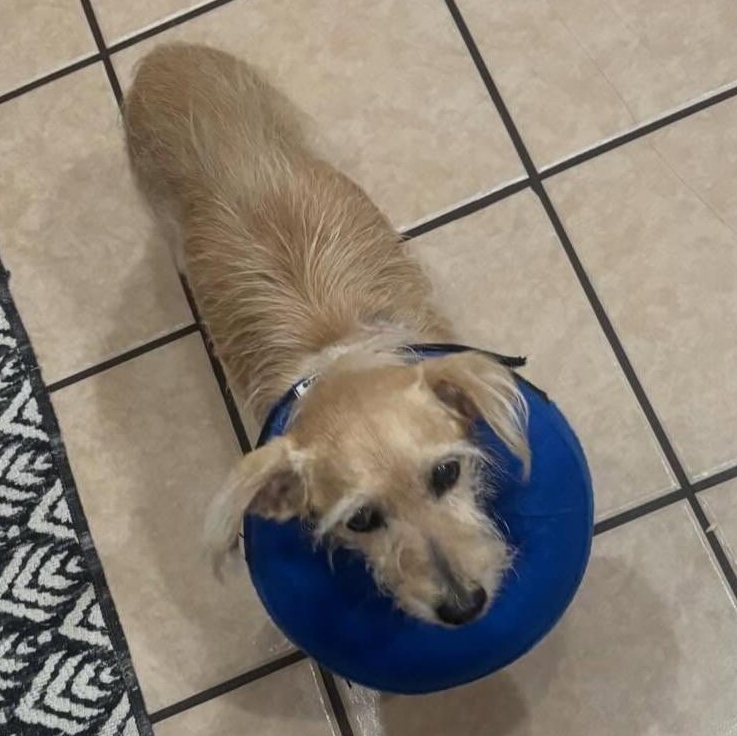 TOTO, a ADOPTABLE Glen of Imaal Terrier in Marana, AZ image 4/4