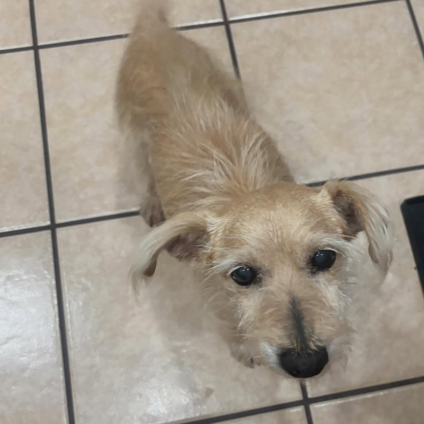 TOTO, a ADOPTABLE Glen of Imaal Terrier in Marana, AZ image 1/4