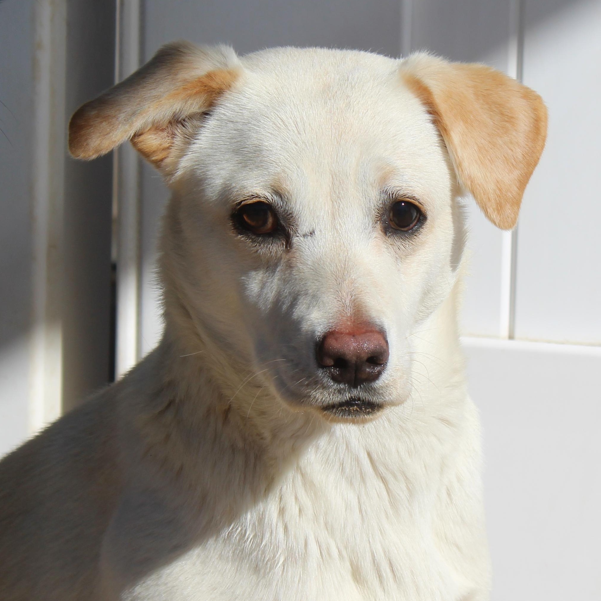 Enlarge Mackenzie, a ADOPTABLE mixed breed in Yucca Valley, CA image 1/4