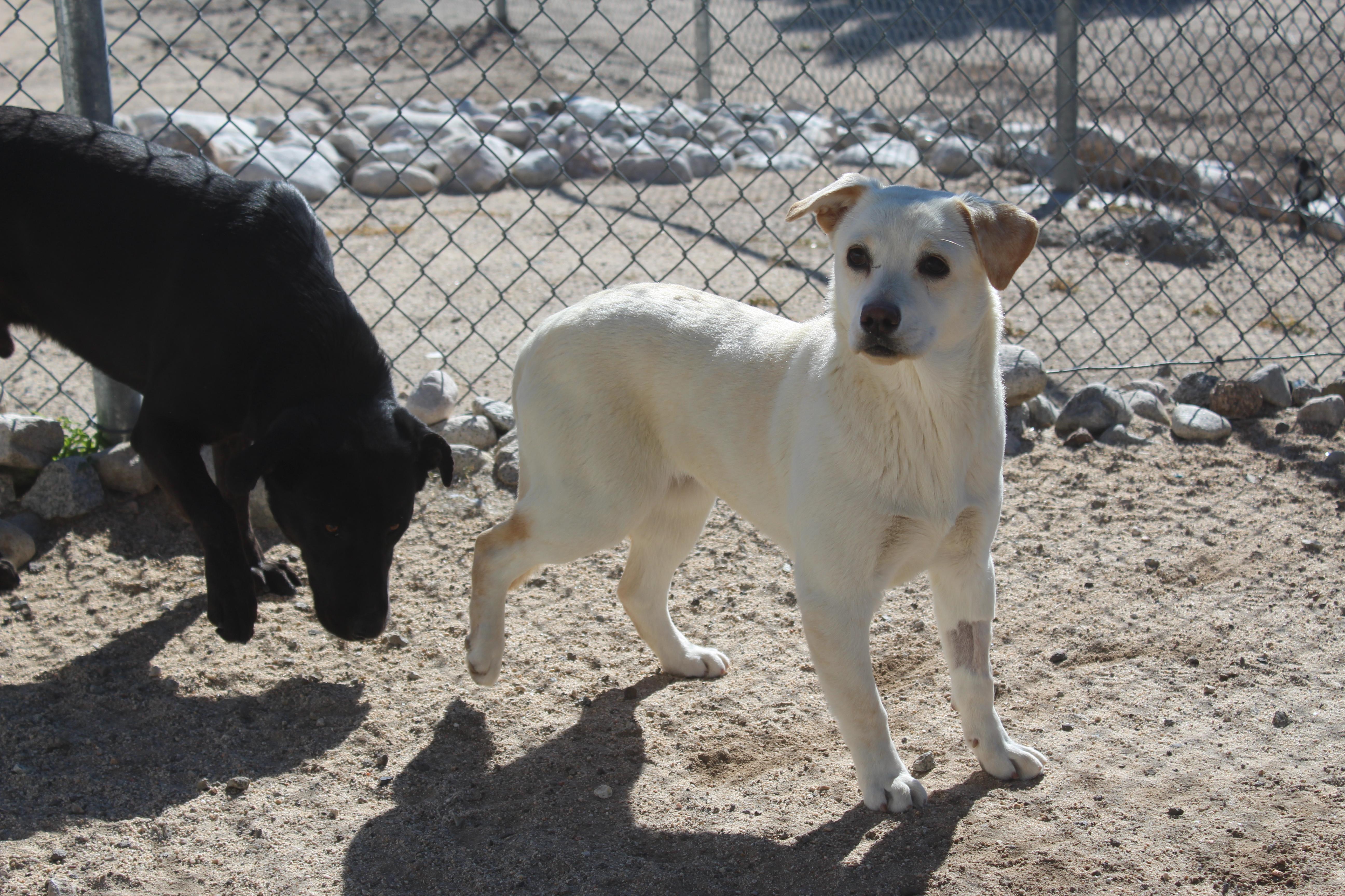 Enlarge Mackenzie, a ADOPTABLE mixed breed in Yucca Valley, CA image 3/4