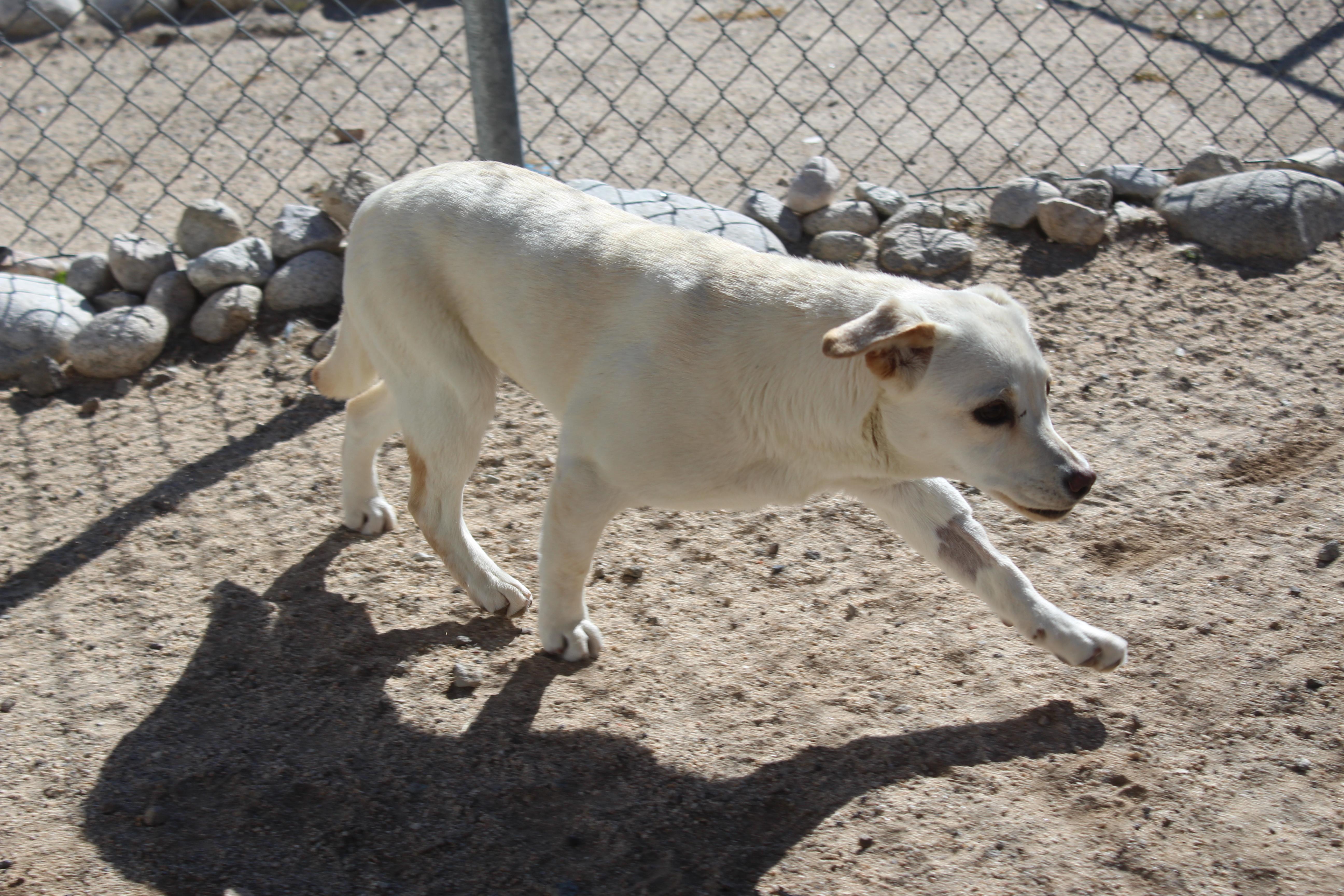 Enlarge Mackenzie, a ADOPTABLE mixed breed in Yucca Valley, CA image 4/4