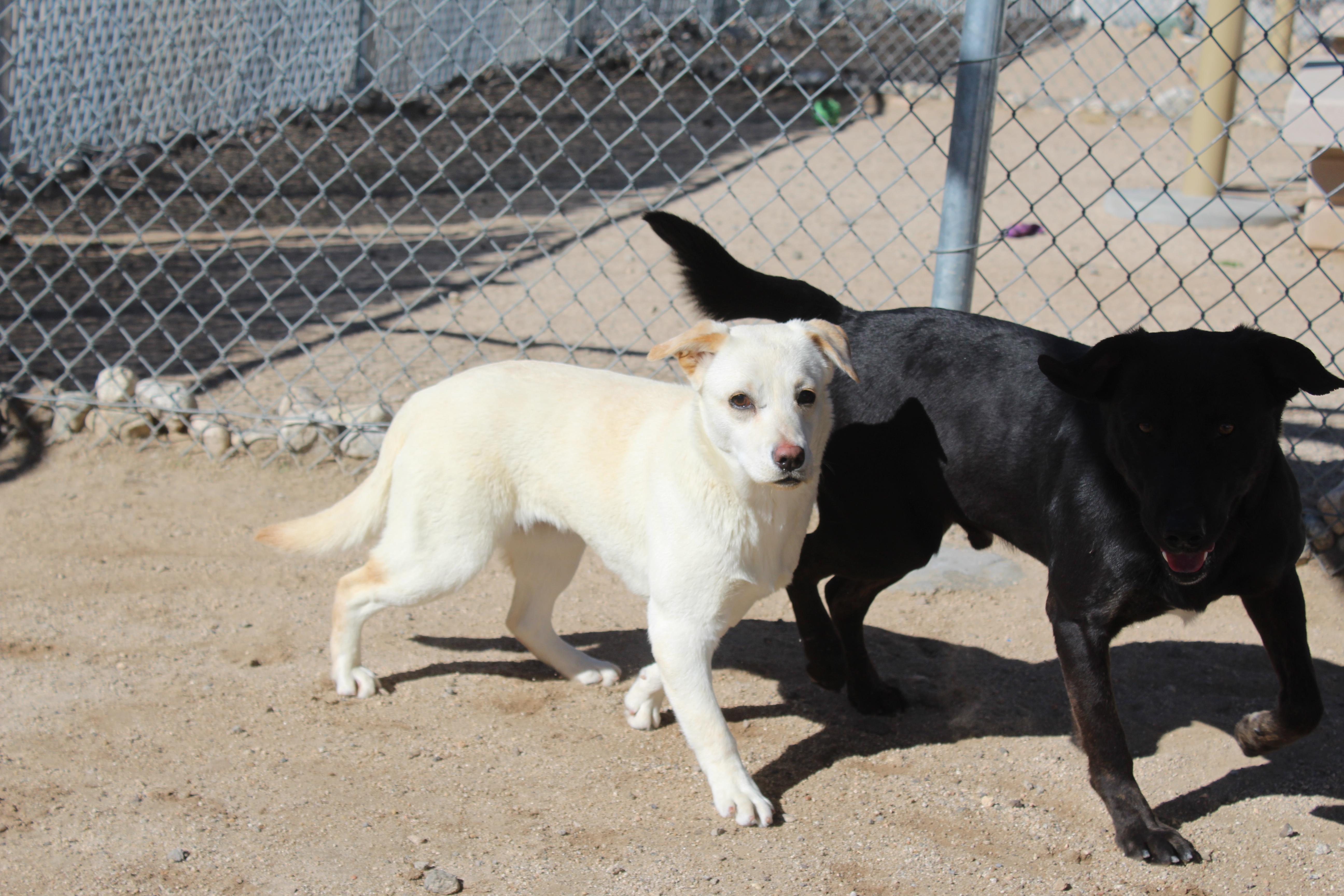 Enlarge Mackenzie, a ADOPTABLE mixed breed in Yucca Valley, CA image 2/4