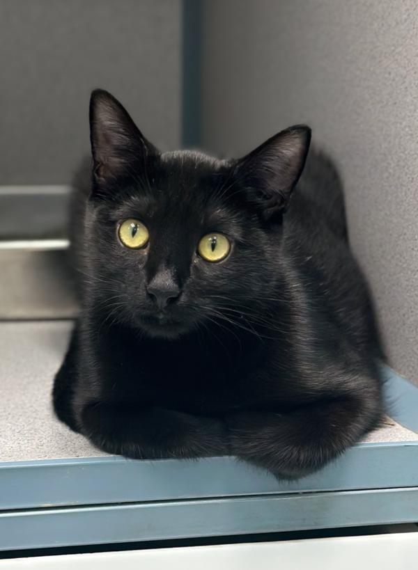 Bandit, Adoptable, Young Male Domestic Short Hair.