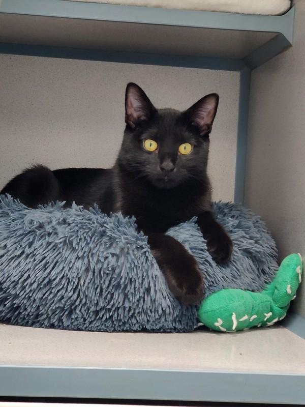 Enlarge Bandit, a Adoptable mixed breed in Skillman, NJ image 2/4