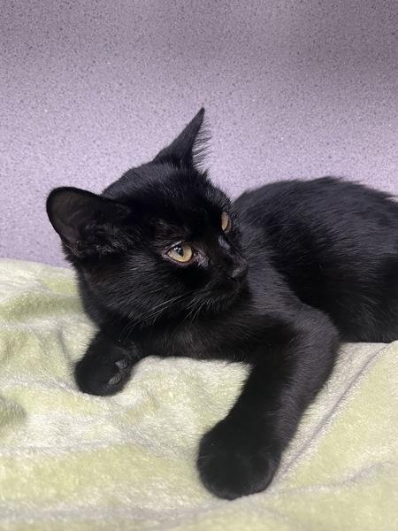 Enlarge Bandit, a Adoptable mixed breed in Skillman, NJ image 3/4