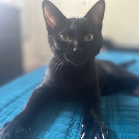 Black Jack, ADOPTABLE, Kitten Male Domestic Short Hair.