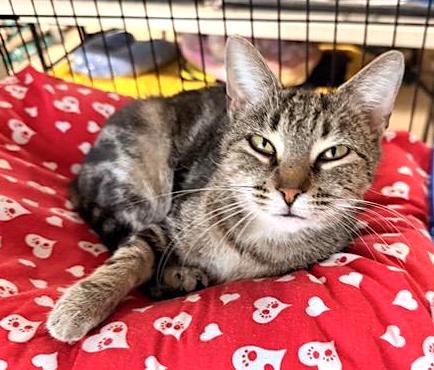 Clarice, Adopted, Adult Female Domestic Short Hair.