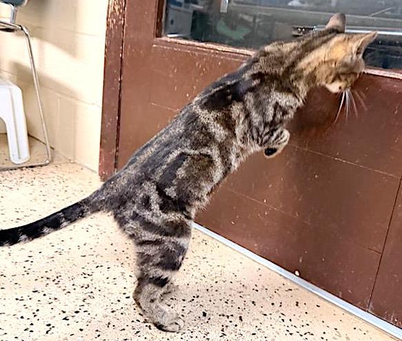 Clarice, a Adopted Domestic Short Hair in Albemarle, NC image 2/2