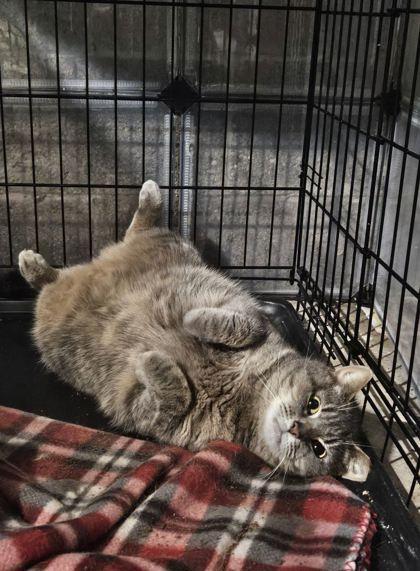 Big Momma, Adoptable, Adult Female Domestic Short Hair & Domestic Short Hair.